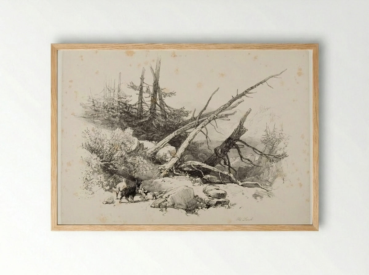 Old Larch - James Duffield Harding - Framed Print Wood