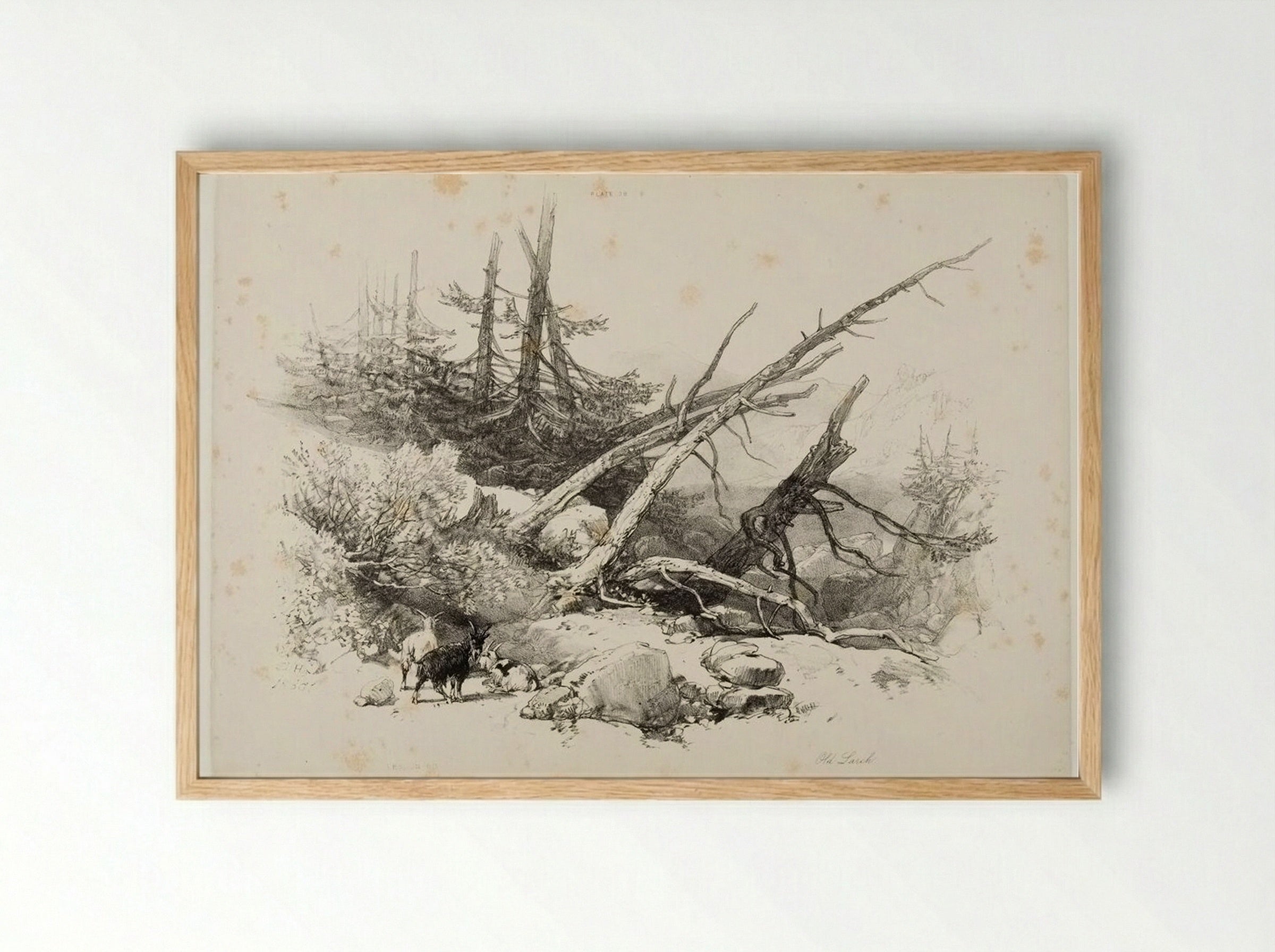 Old Larch - James Duffield Harding - Framed Print Wood