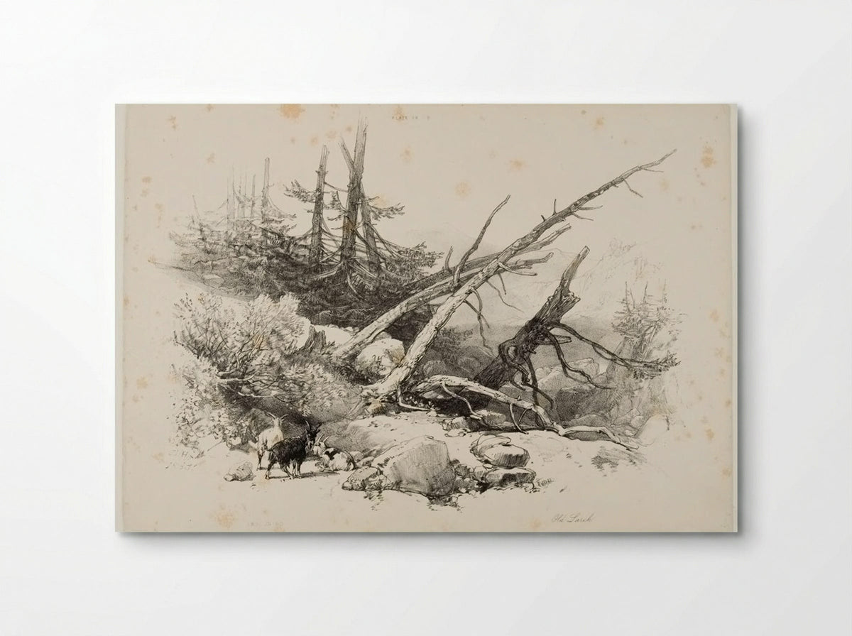 Old Larch - James Duffield Harding - Poster