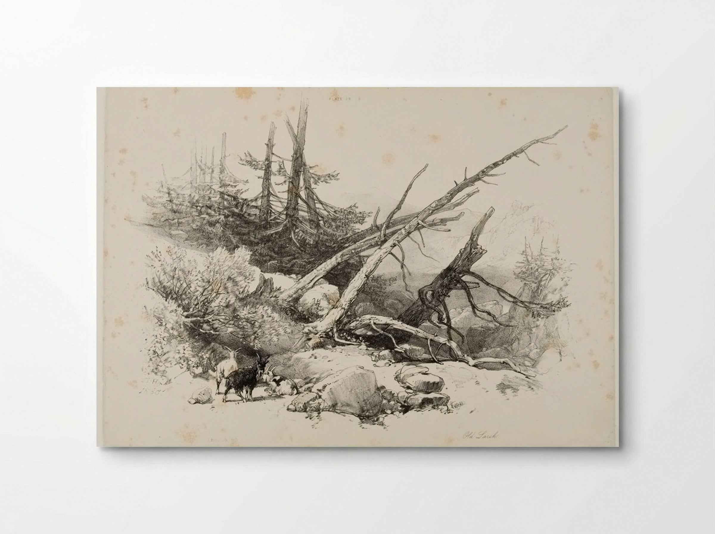 Old Larch - James Duffield Harding - Poster