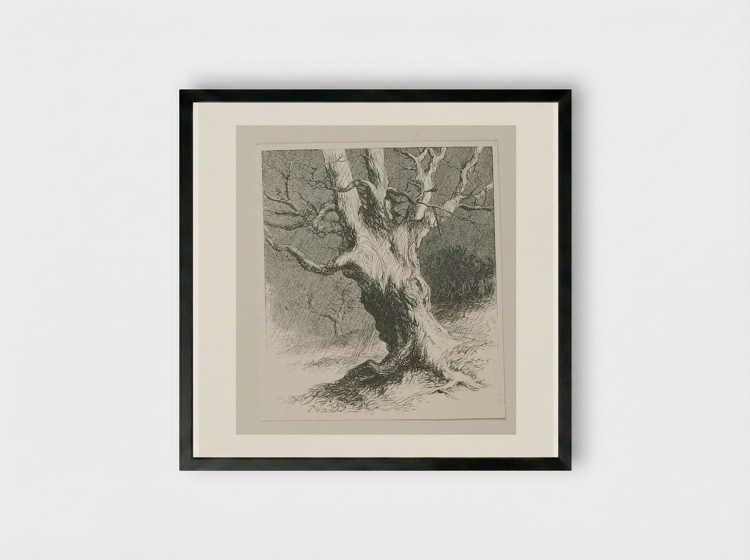 Old Tree - Edward Dalziel - Framed Print Black