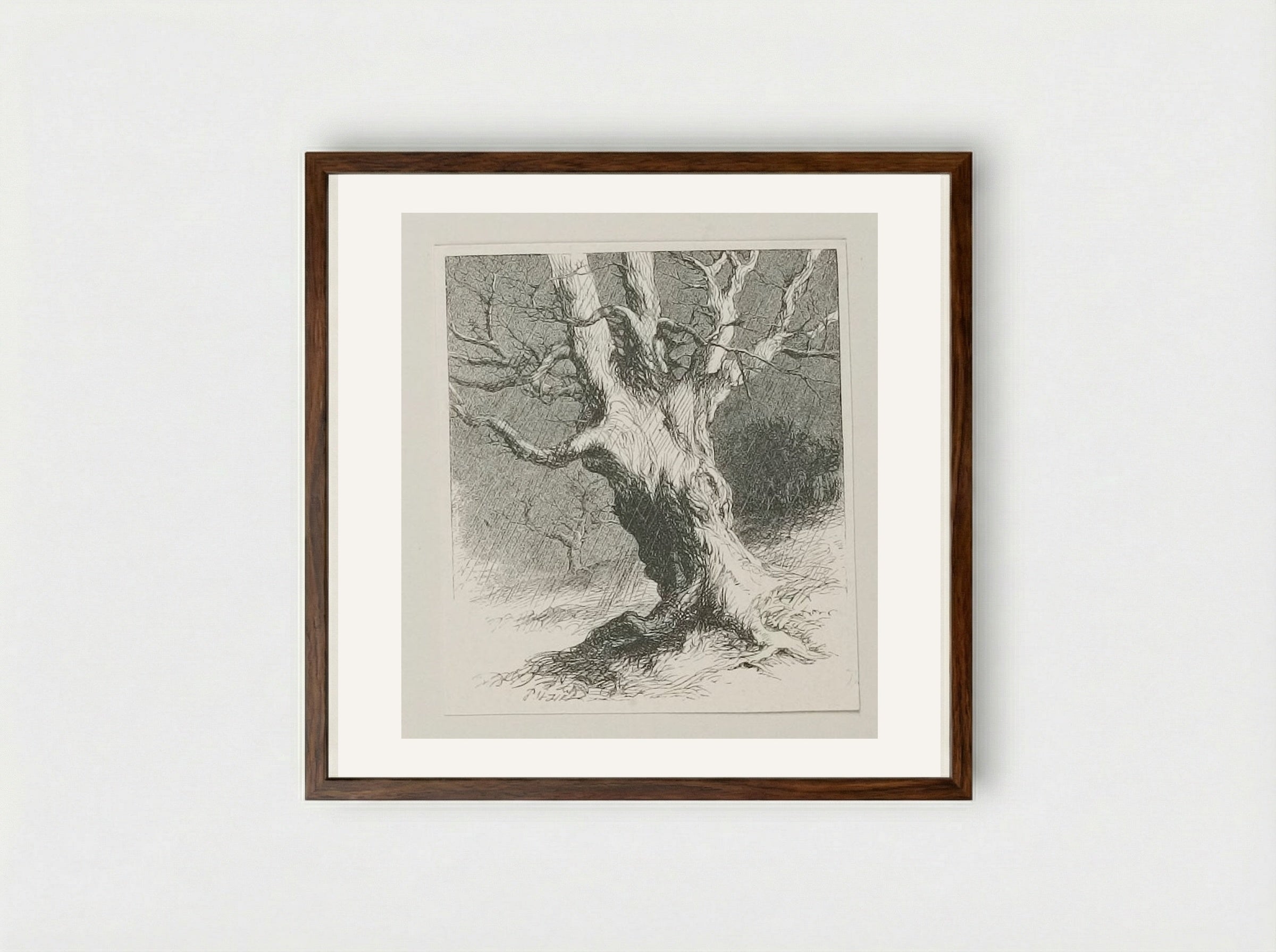 Old Tree - Edward Dalziel - Framed Print Dark Wood