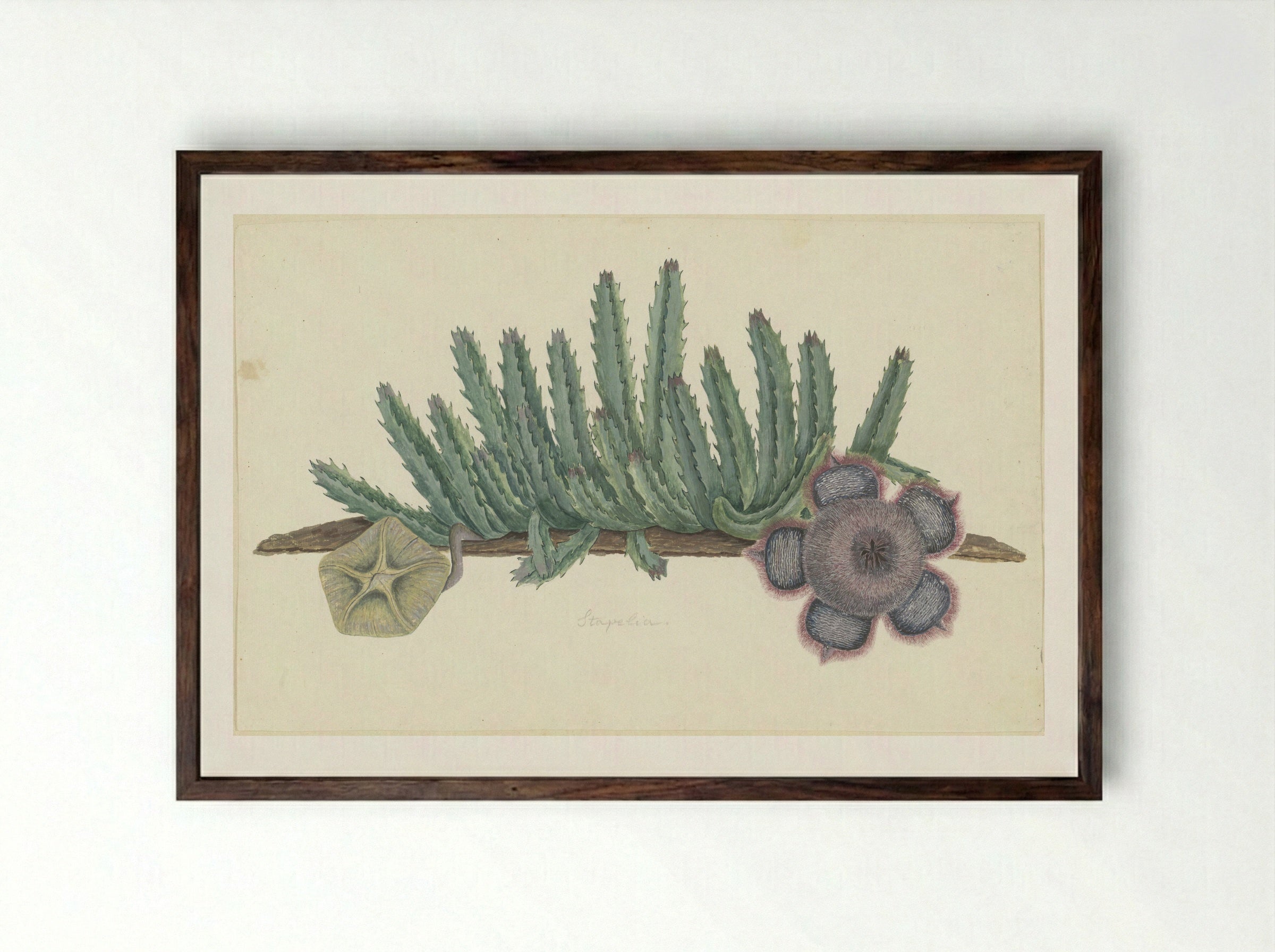 Orbea verrucosa (Hirsute Stapelia) - Robert Jacob Gordon - Framed Print Dark Wood