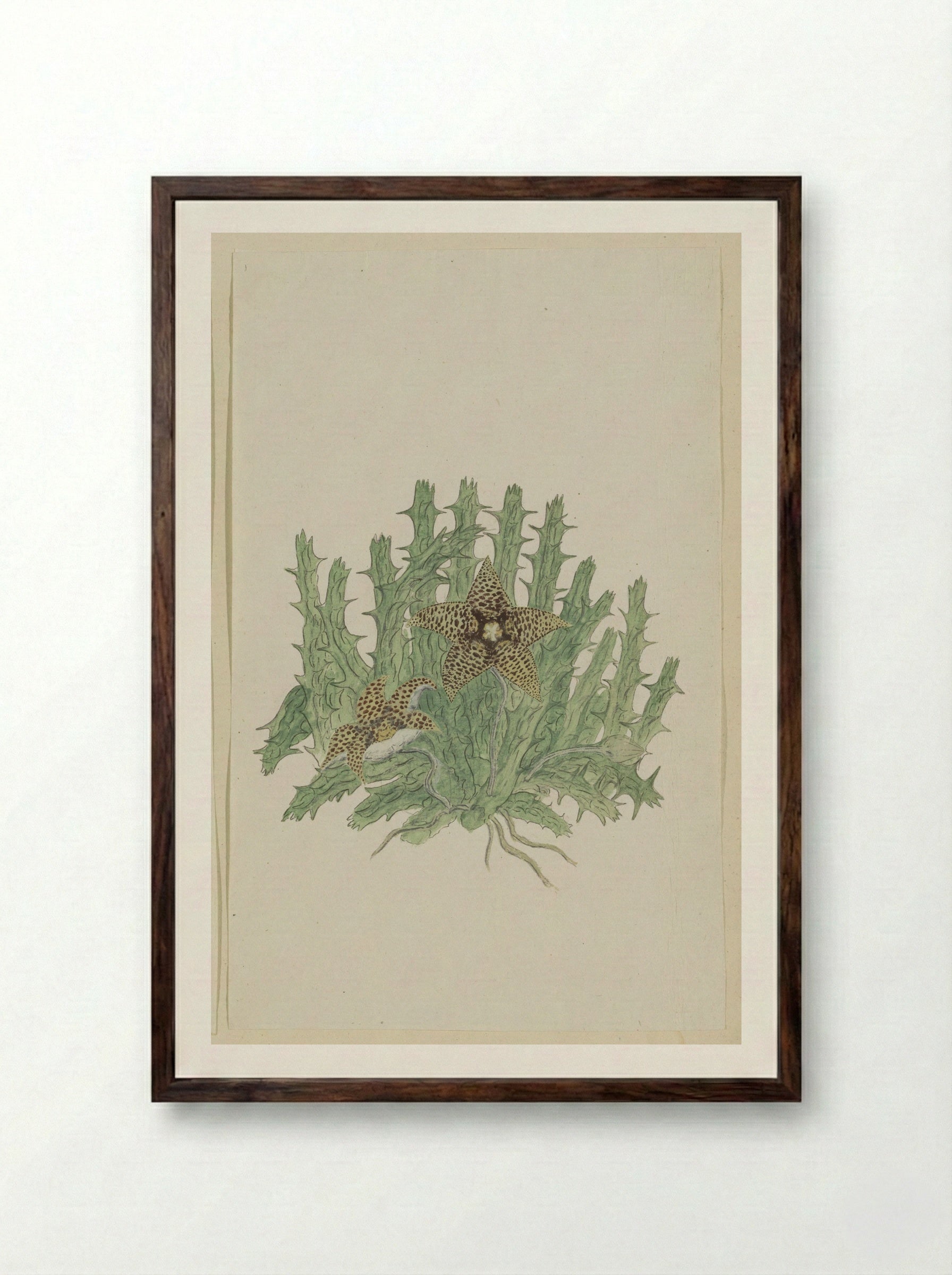 Orbea verrucosa - Robert Jacob Gordon - Framed Print Dark Wood