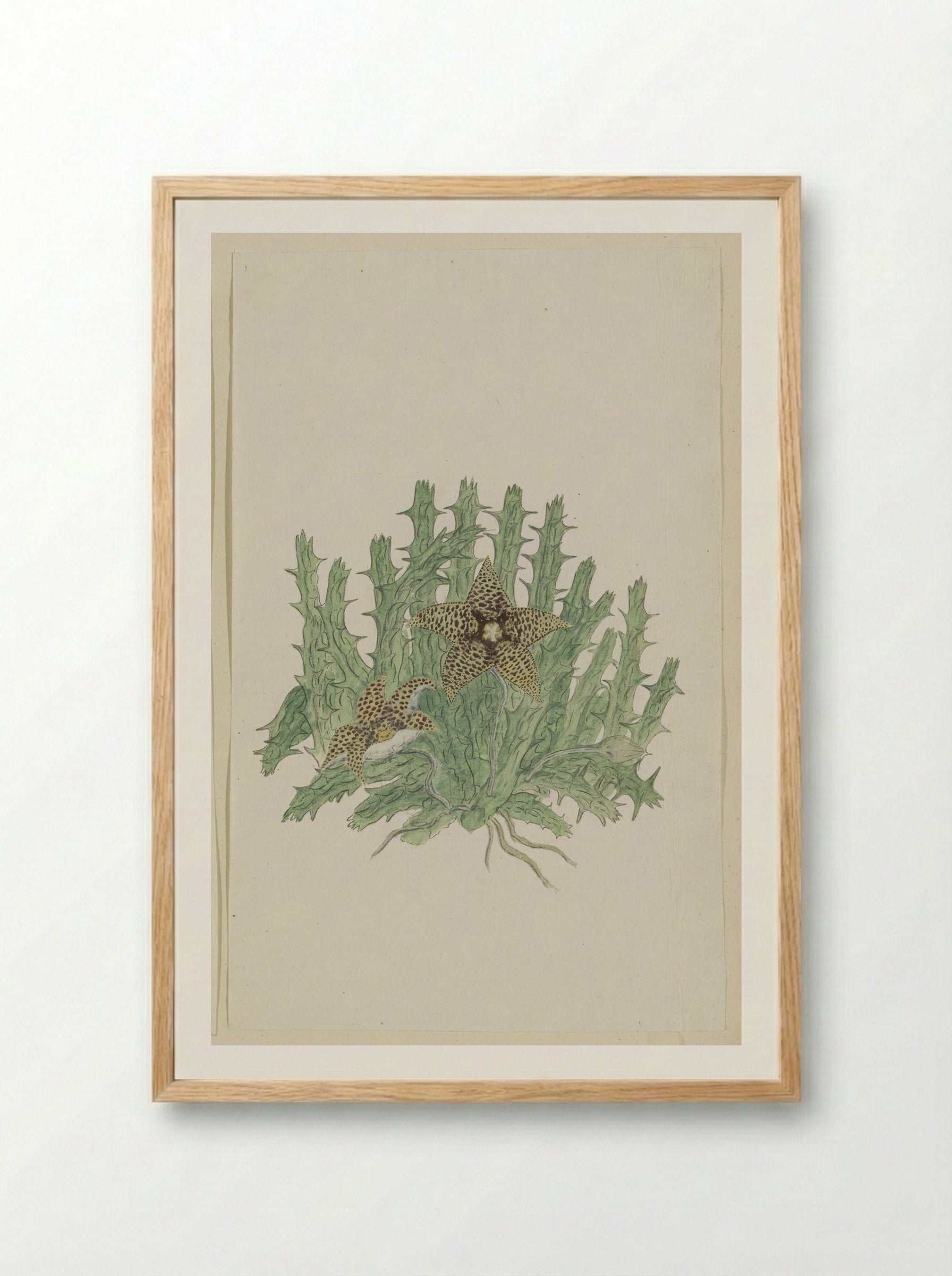 Orbea verrucosa - Robert Jacob Gordon - Framed Print Wood