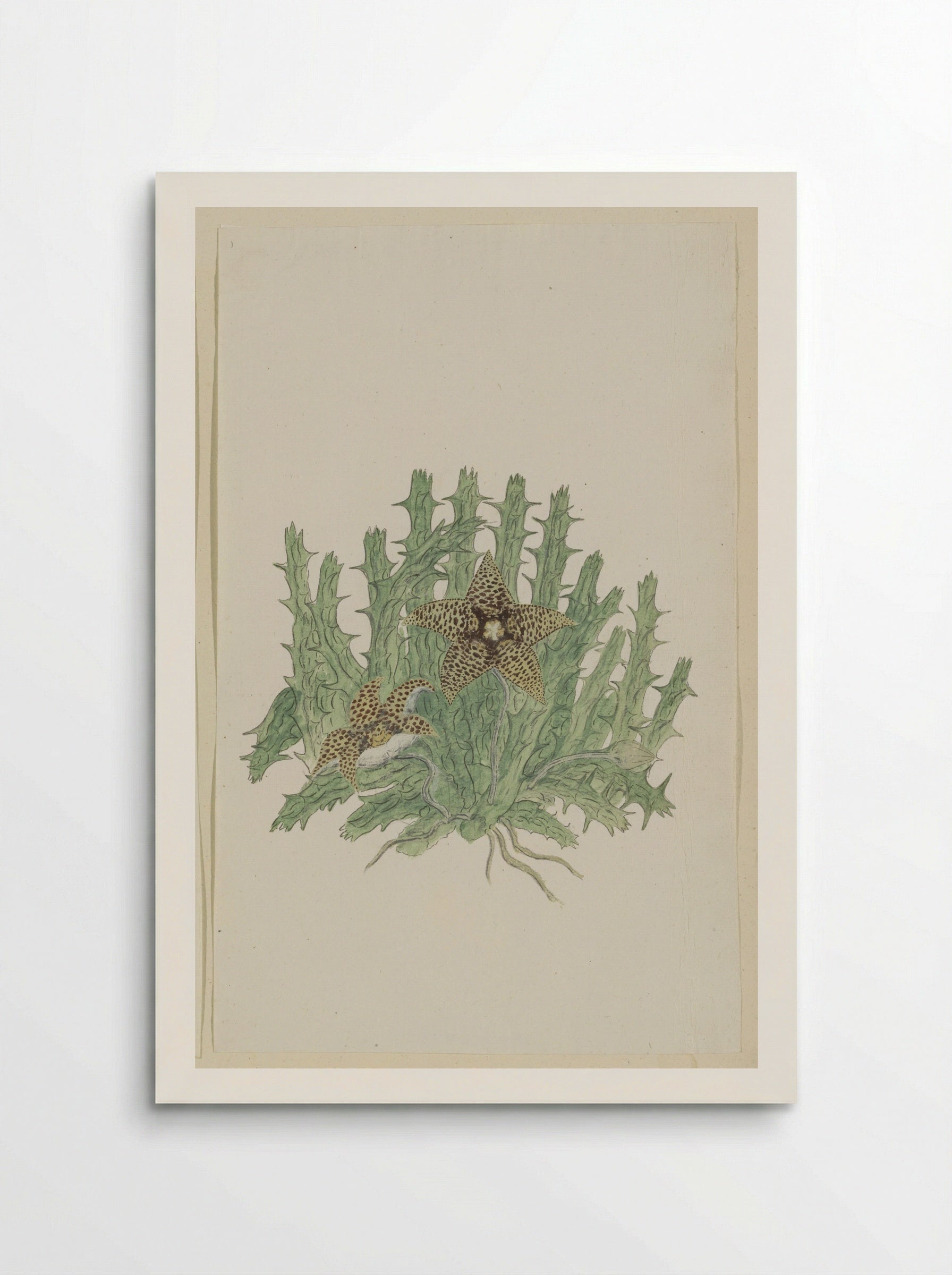 Orbea verrucosa - Robert Jacob Gordon - Poster