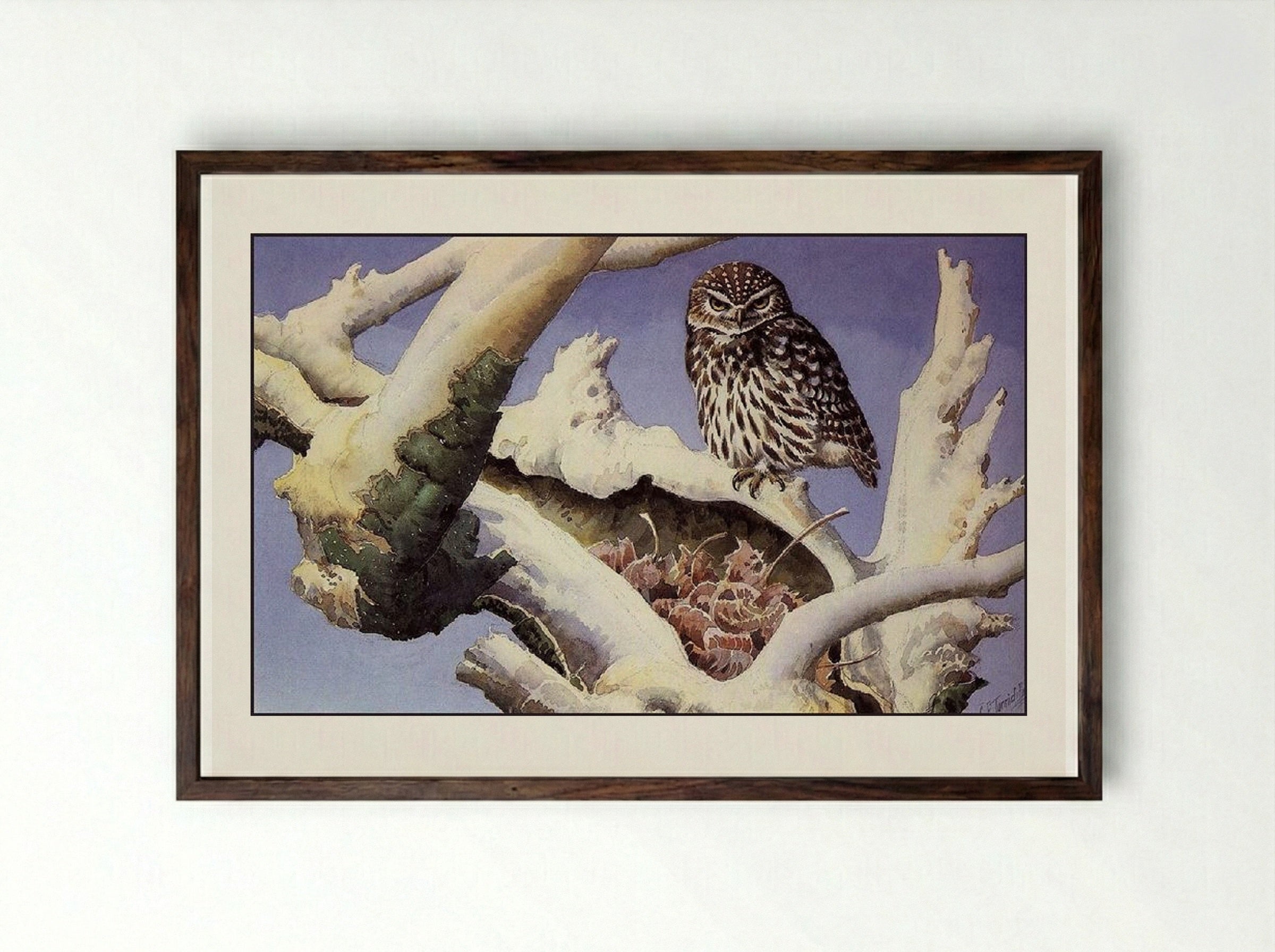 Owl on a Snowy Tree Trunk - Charles Tunnicliffe - Framed Print Dark Wood