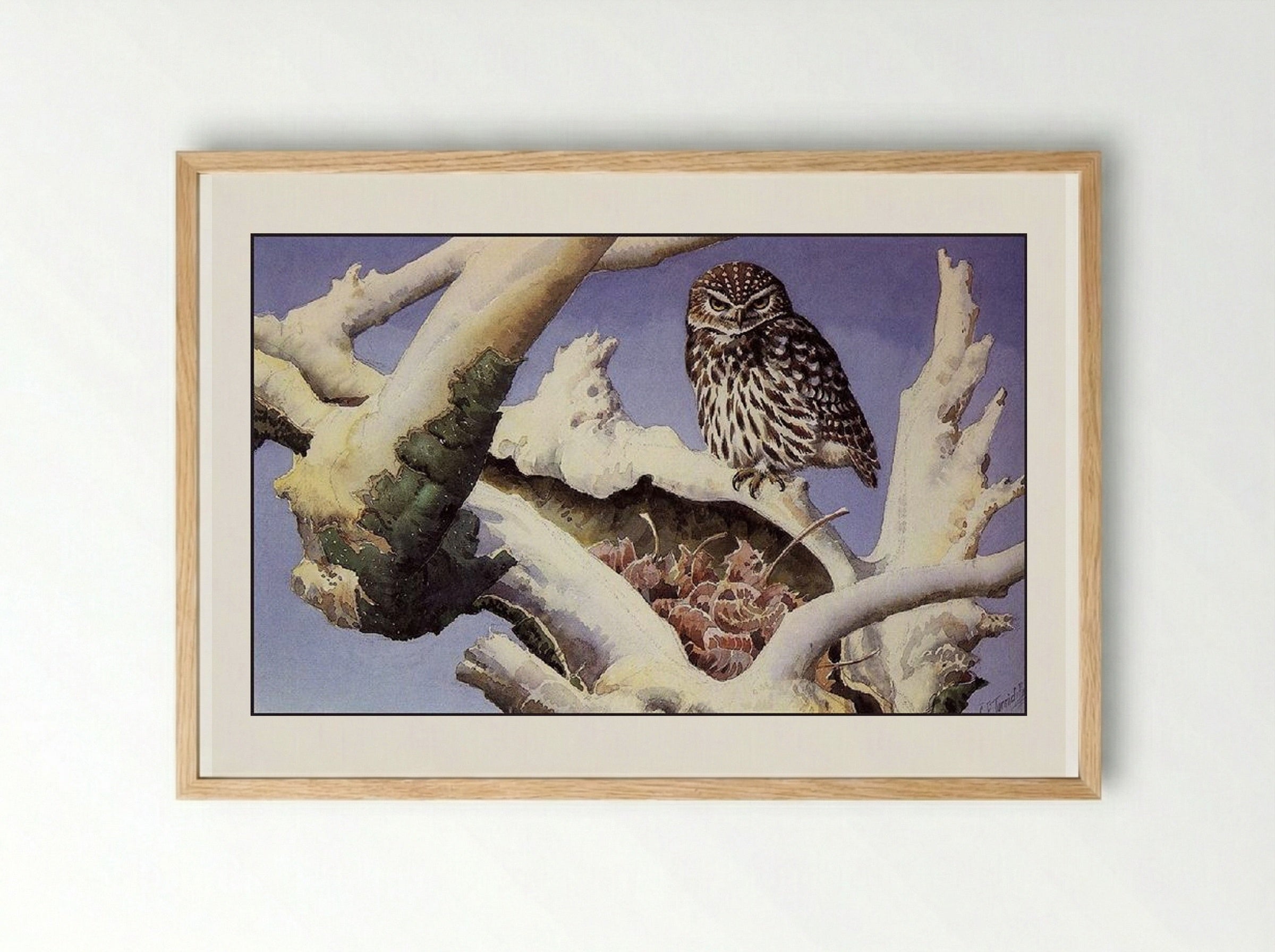 Owl on a Snowy Tree Trunk - Charles Tunnicliffe - Framed Print Wood