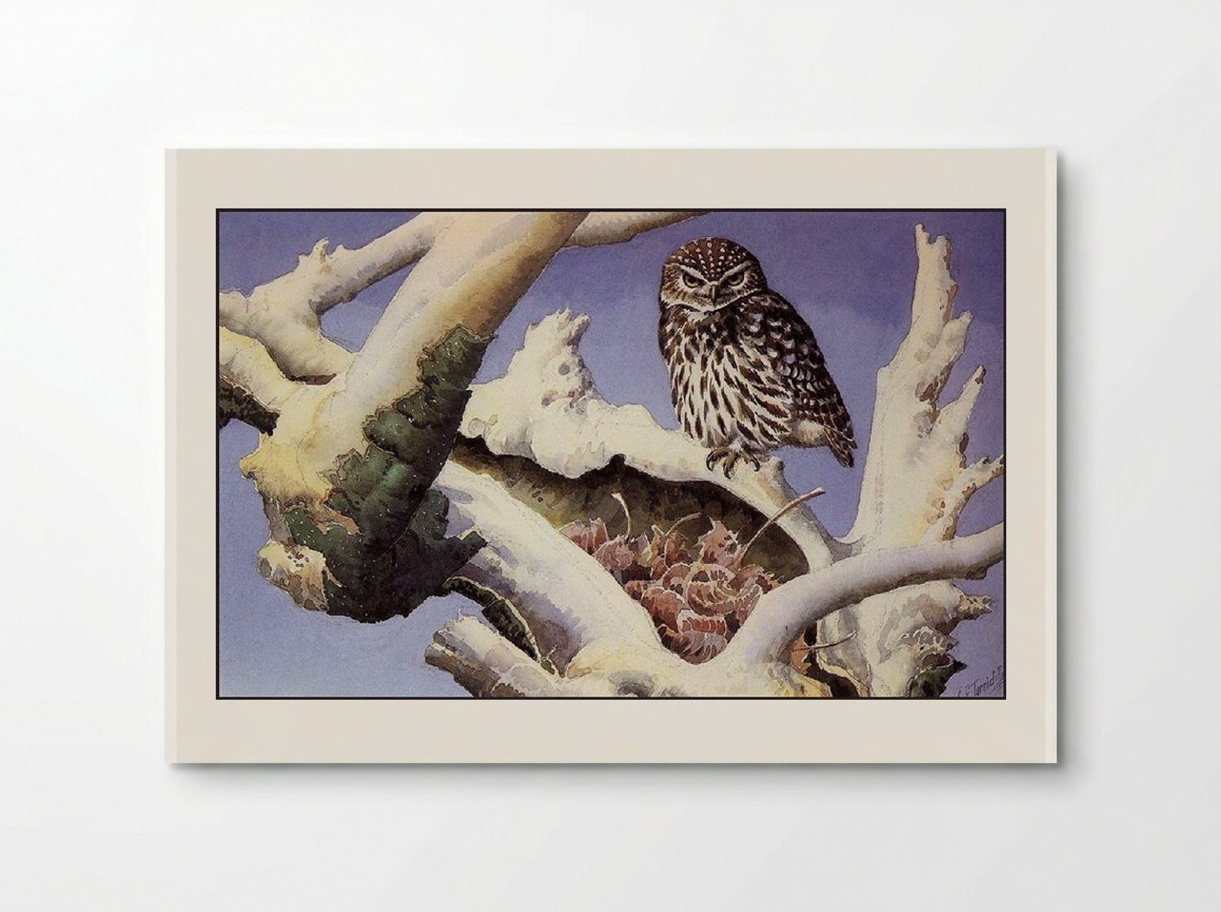 Owl on a Snowy Tree Trunk - Charles Tunnicliffe - Poster