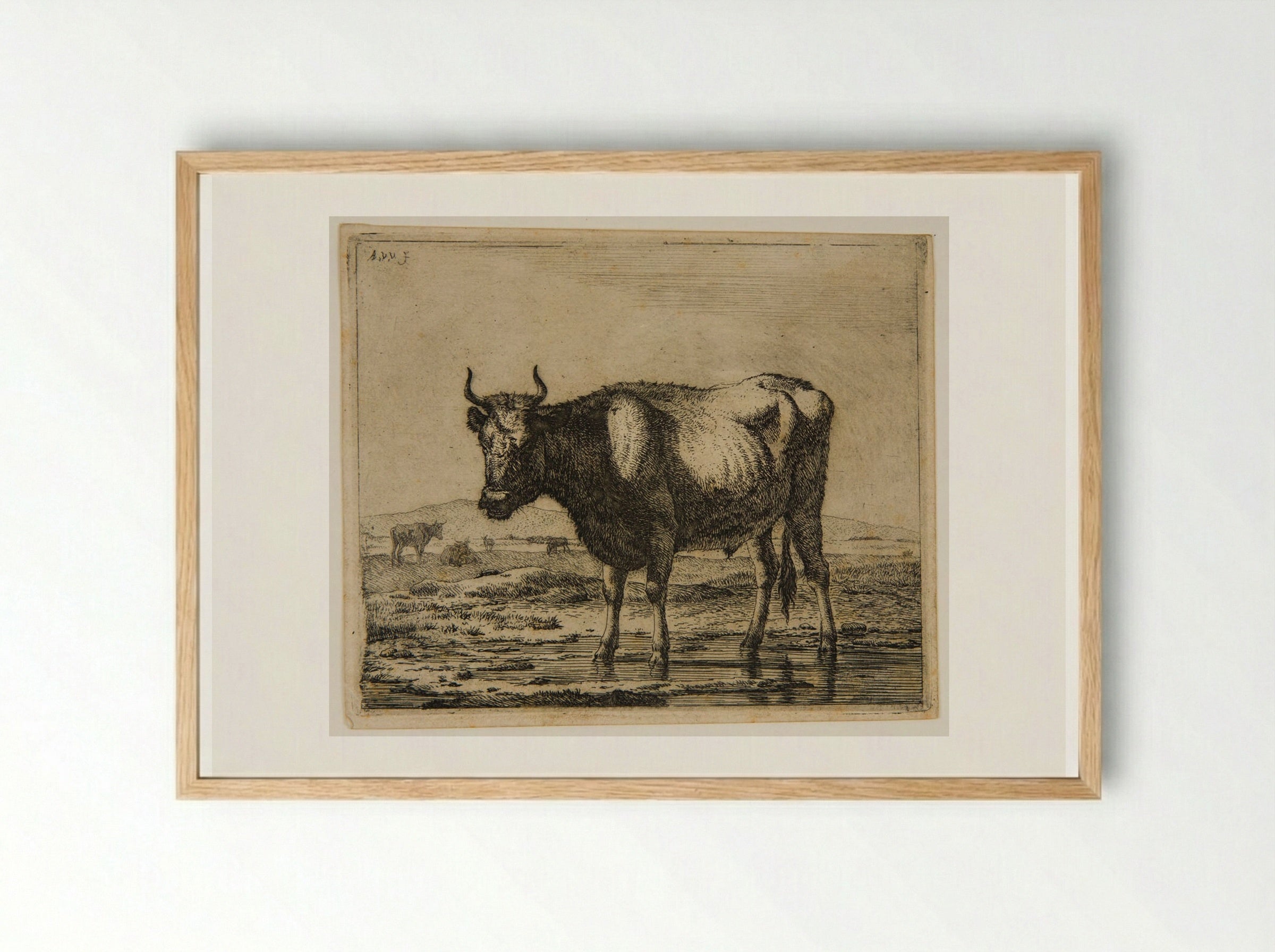 Ox Standing in the Water - Adriaen van de Velde - Framed Print Wood