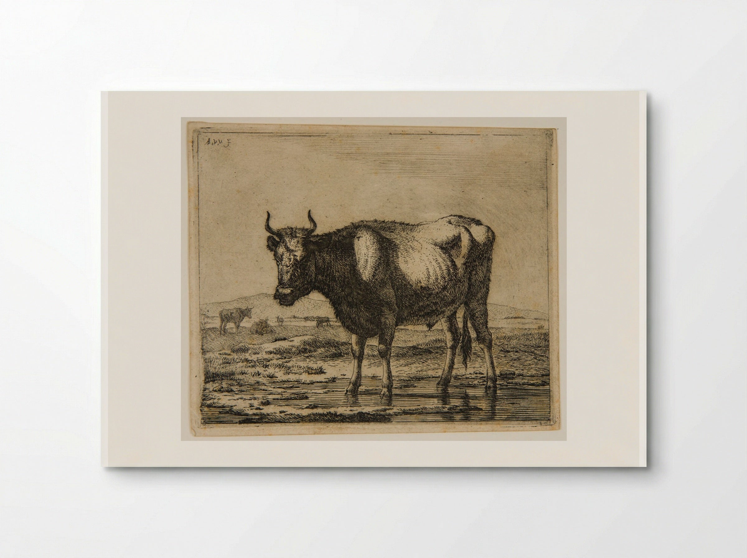 Ox Standing in the Water - Adriaen van de Velde - Poster