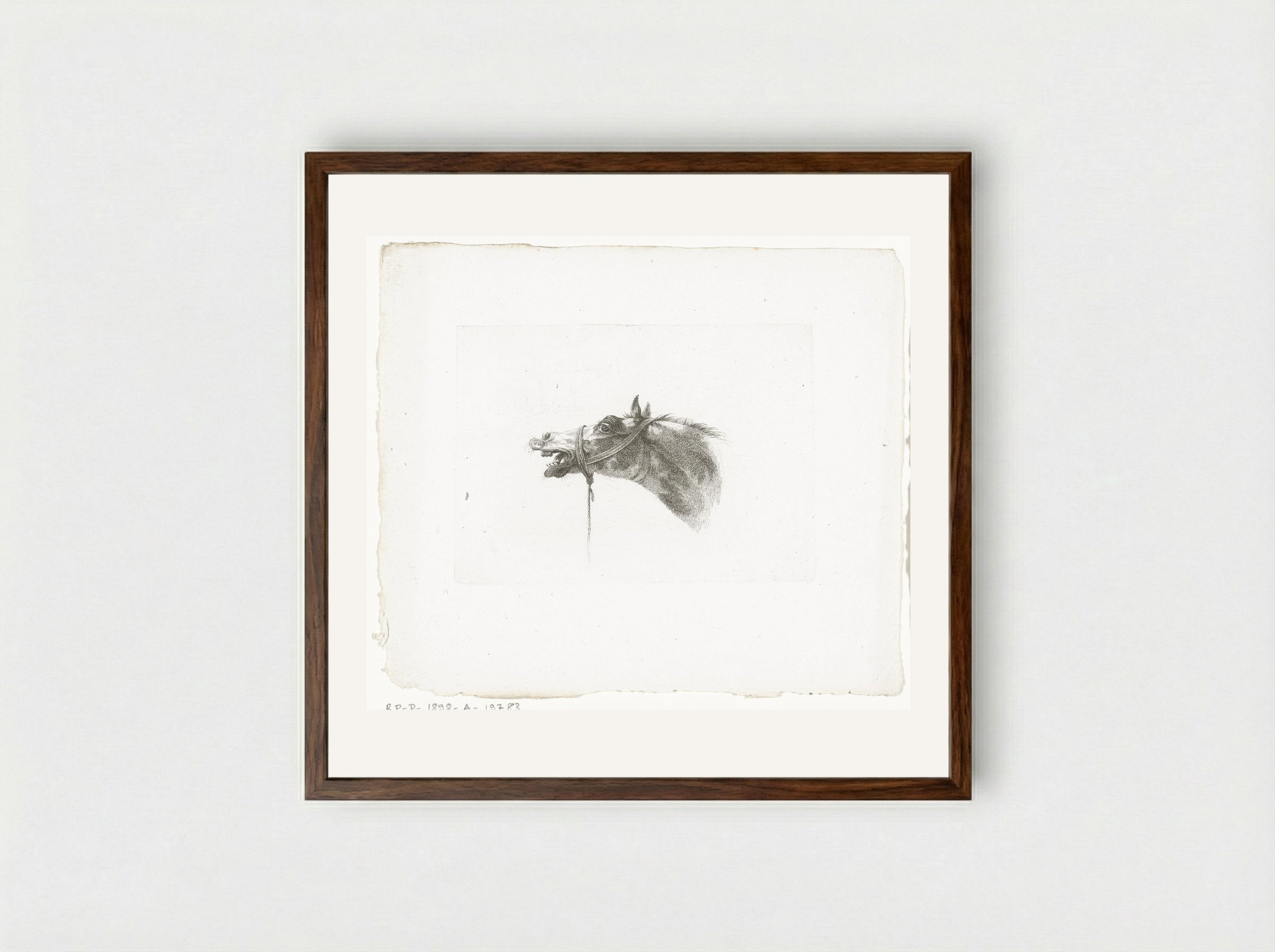Paardenhoofd met open bek, naar links - Joannes Bemme - Framed Print Dark Wood