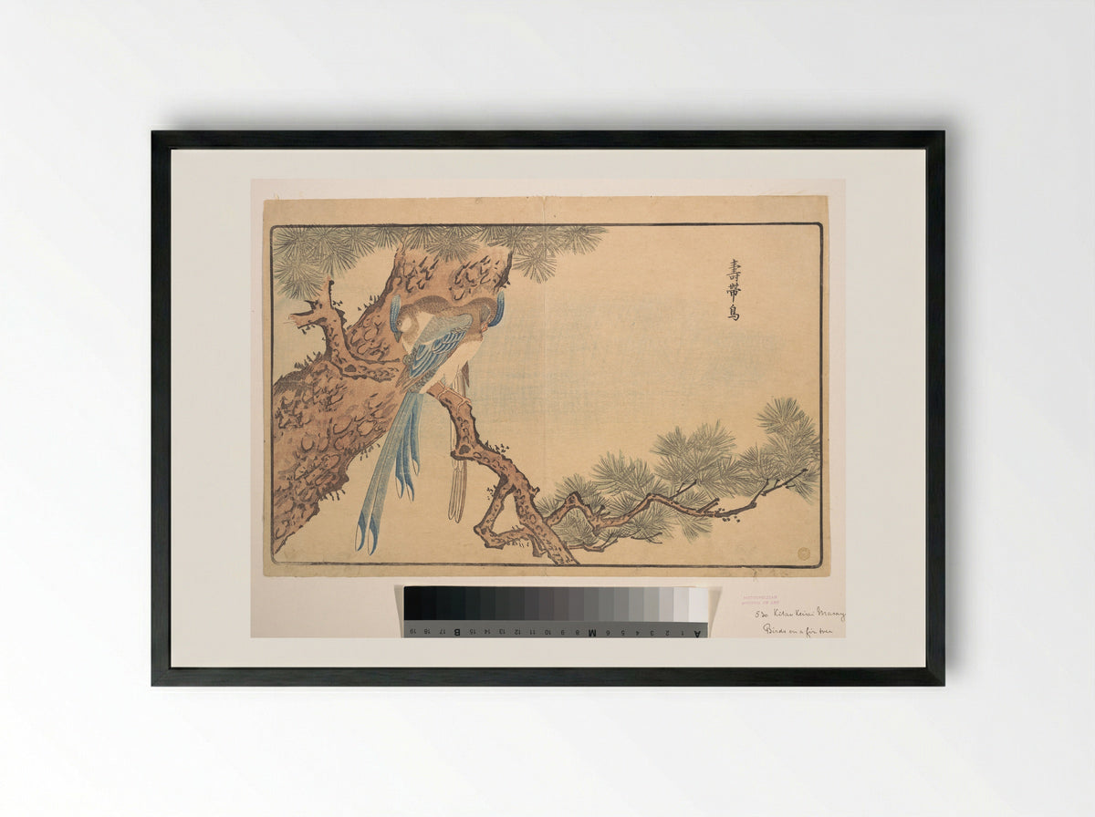 Paradise Fly-catcher - Kuwagata Keisai - Framed Print Black