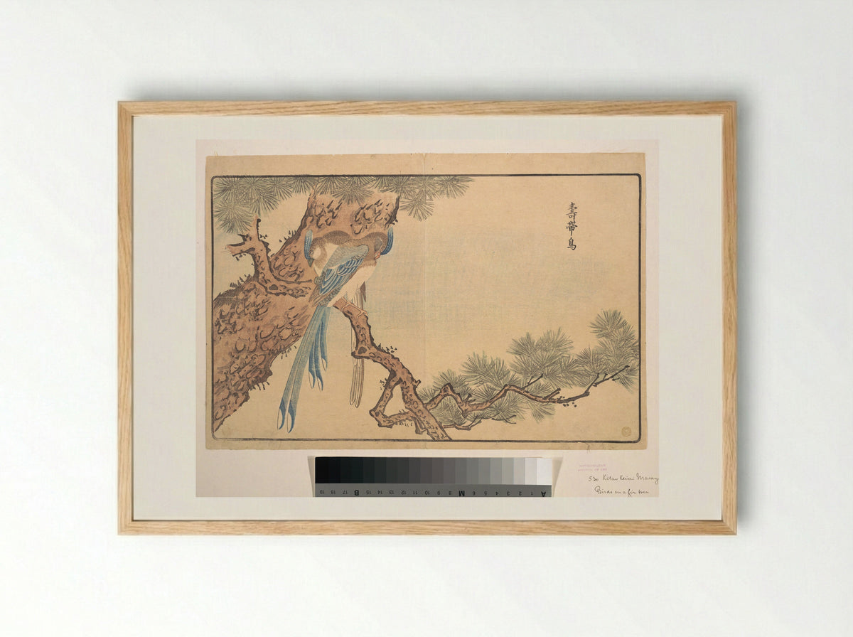 Paradise Fly-catcher - Kuwagata Keisai - Framed Print Wood