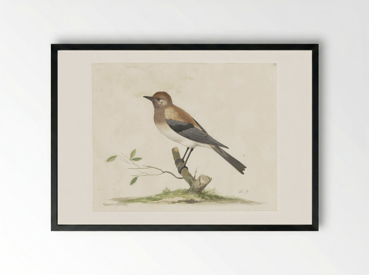 Parelhoen - Pieter Holsteyn (I) - Framed Print Black