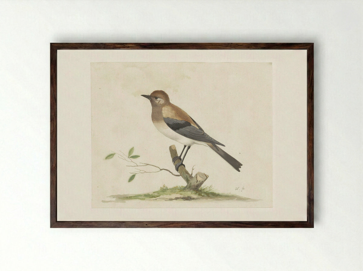 Parelhoen - Pieter Holsteyn (I) - Framed Print Dark Wood