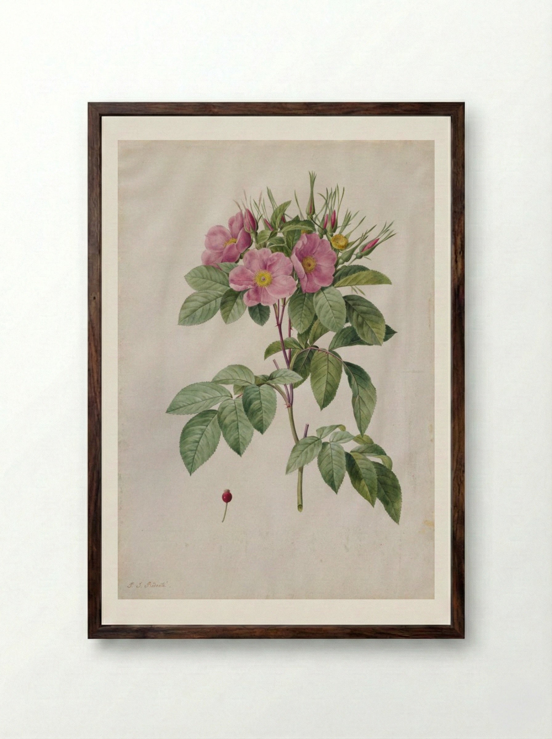 Pasture Rose (Rosa Carolina Corymbosa) - Pierre-Joseph Redouté - Framed Print Dark Wood