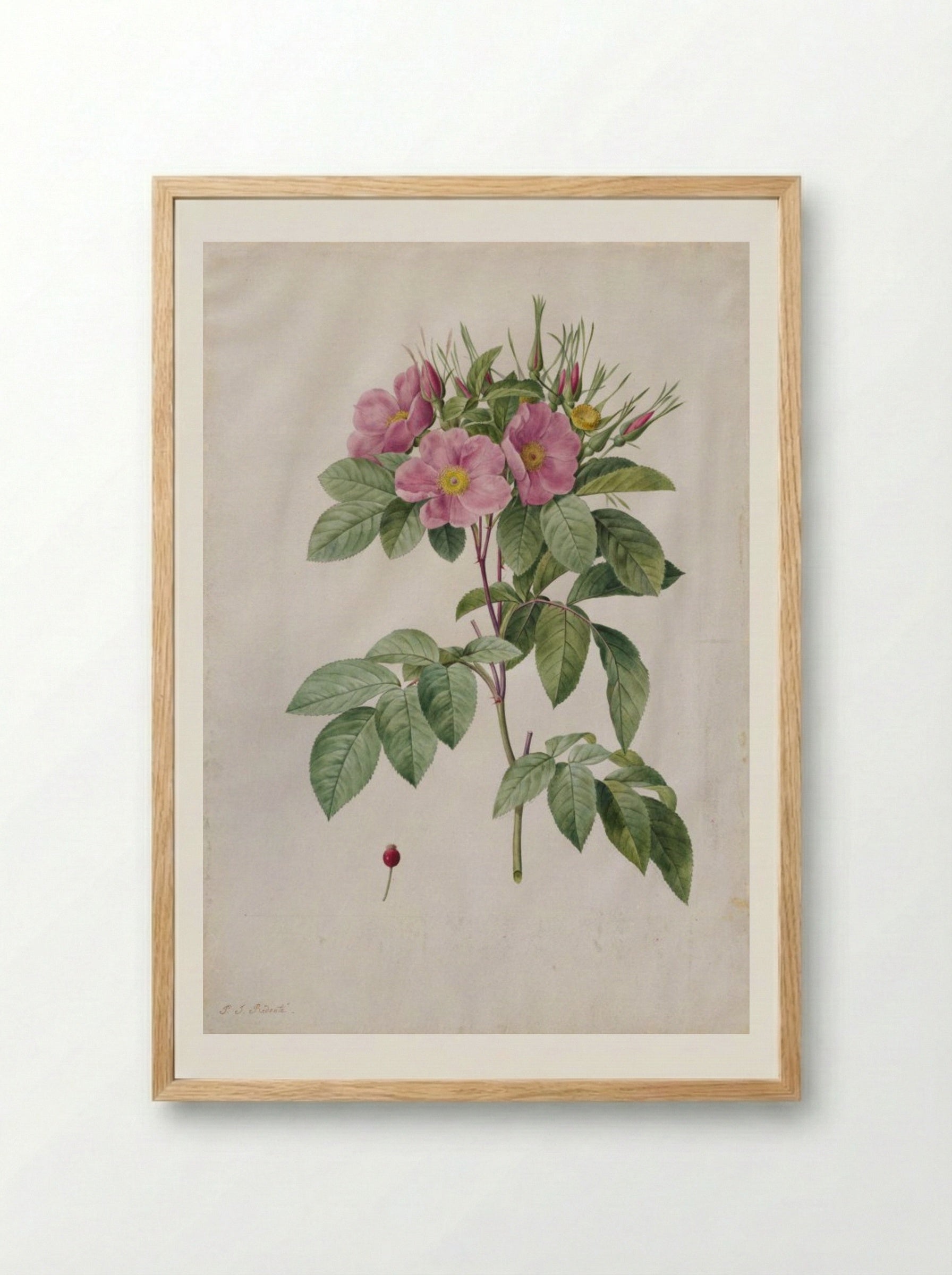 Pasture Rose (Rosa Carolina Corymbosa) - Pierre-Joseph Redouté - Framed Print Wood