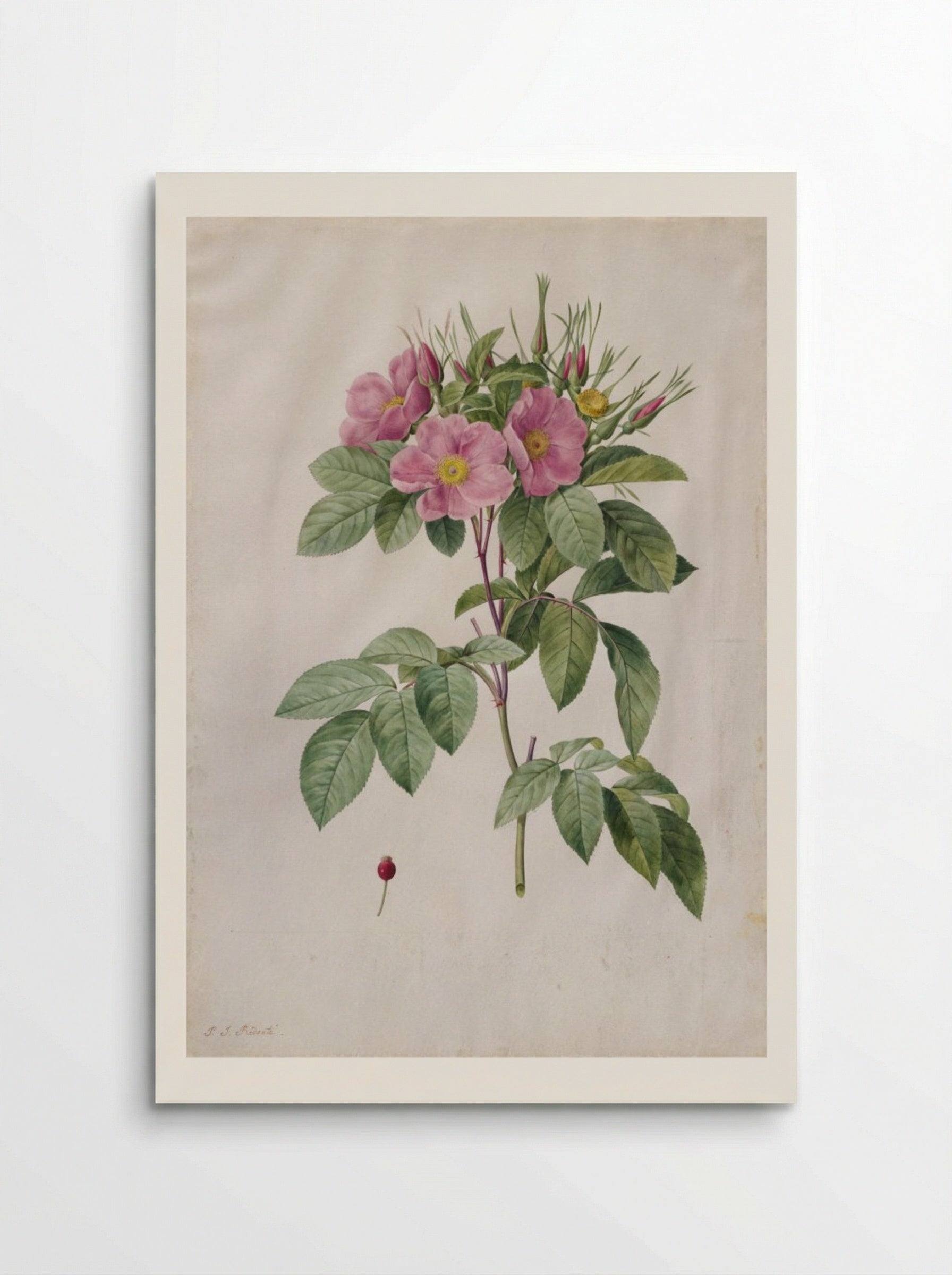 Pasture Rose (Rosa Carolina Corymbosa) - Pierre-Joseph Redouté - Poster