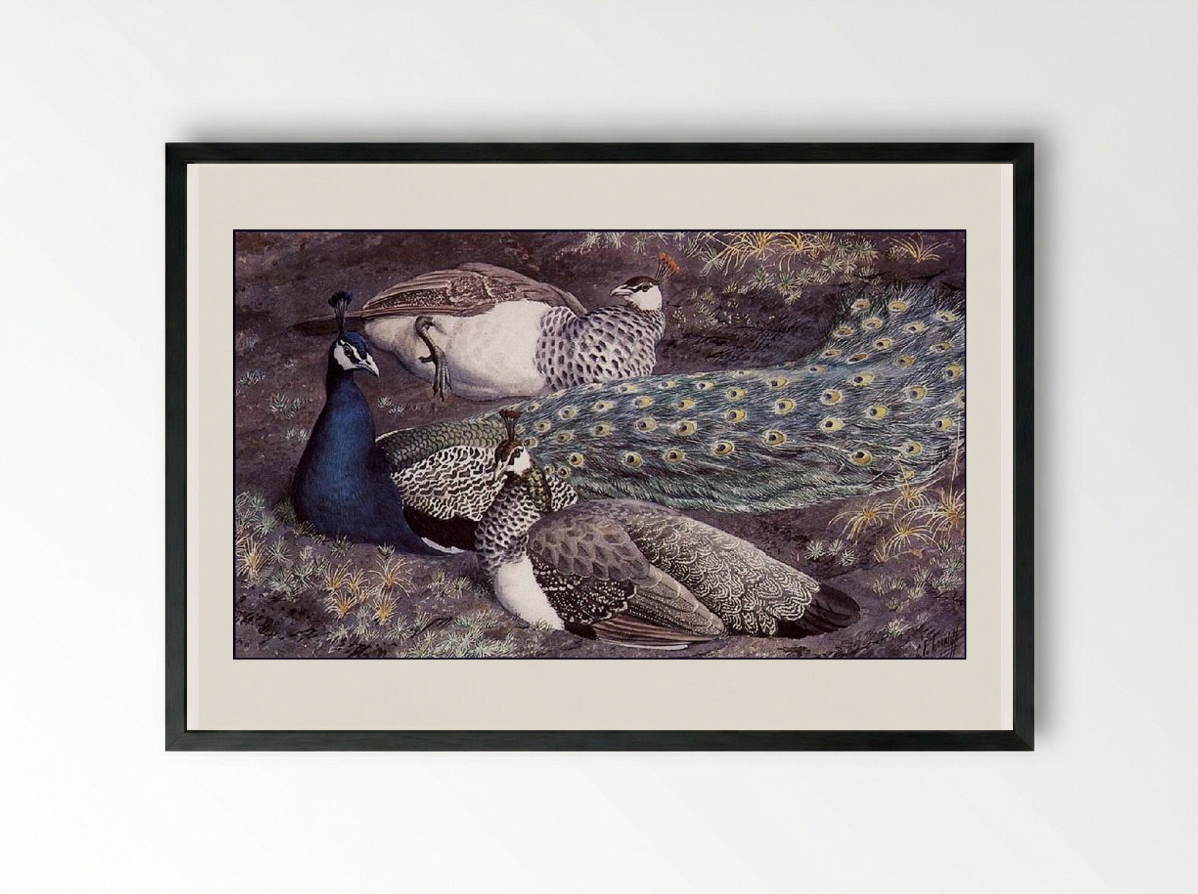 Peacock Consorts - Charles Tunnicliffe - Framed Print Black