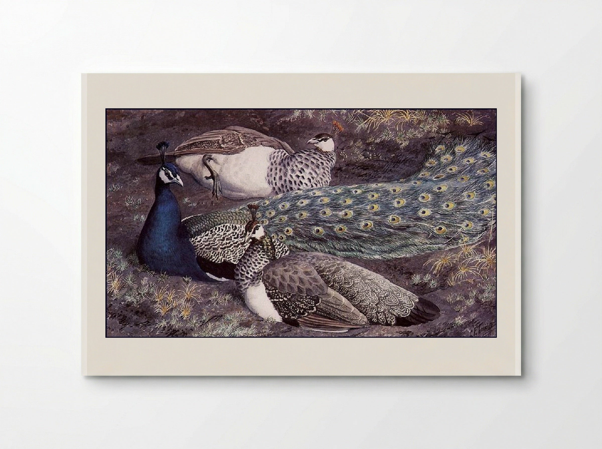 Peacock Consorts - Charles Tunnicliffe - Poster