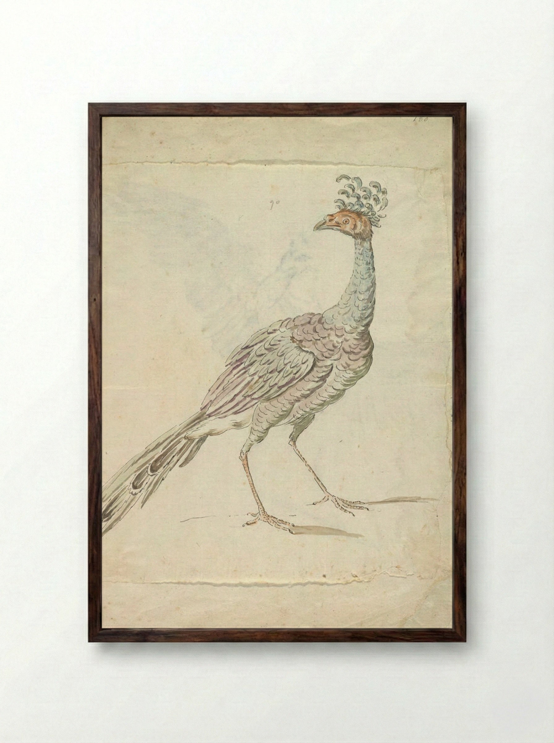 Peacock - Jean-Baptiste Oudry - Framed Print Dark Wood
