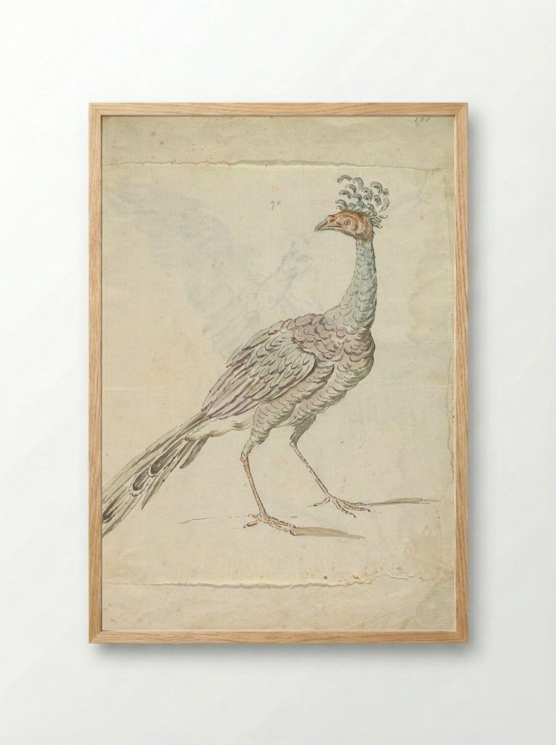Peacock - Jean-Baptiste Oudry - Framed Print Wood