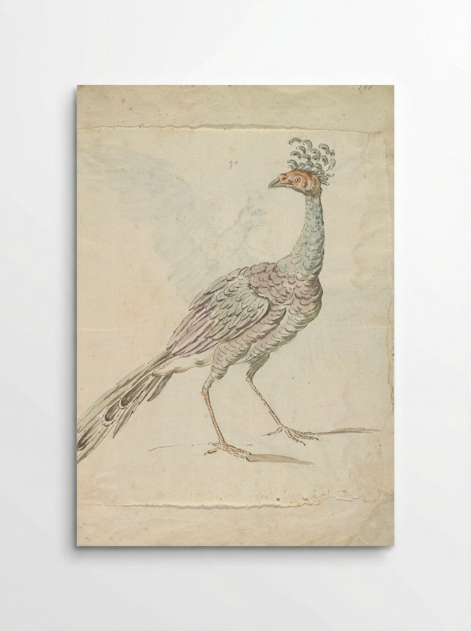 Peacock - Jean-Baptiste Oudry - Poster