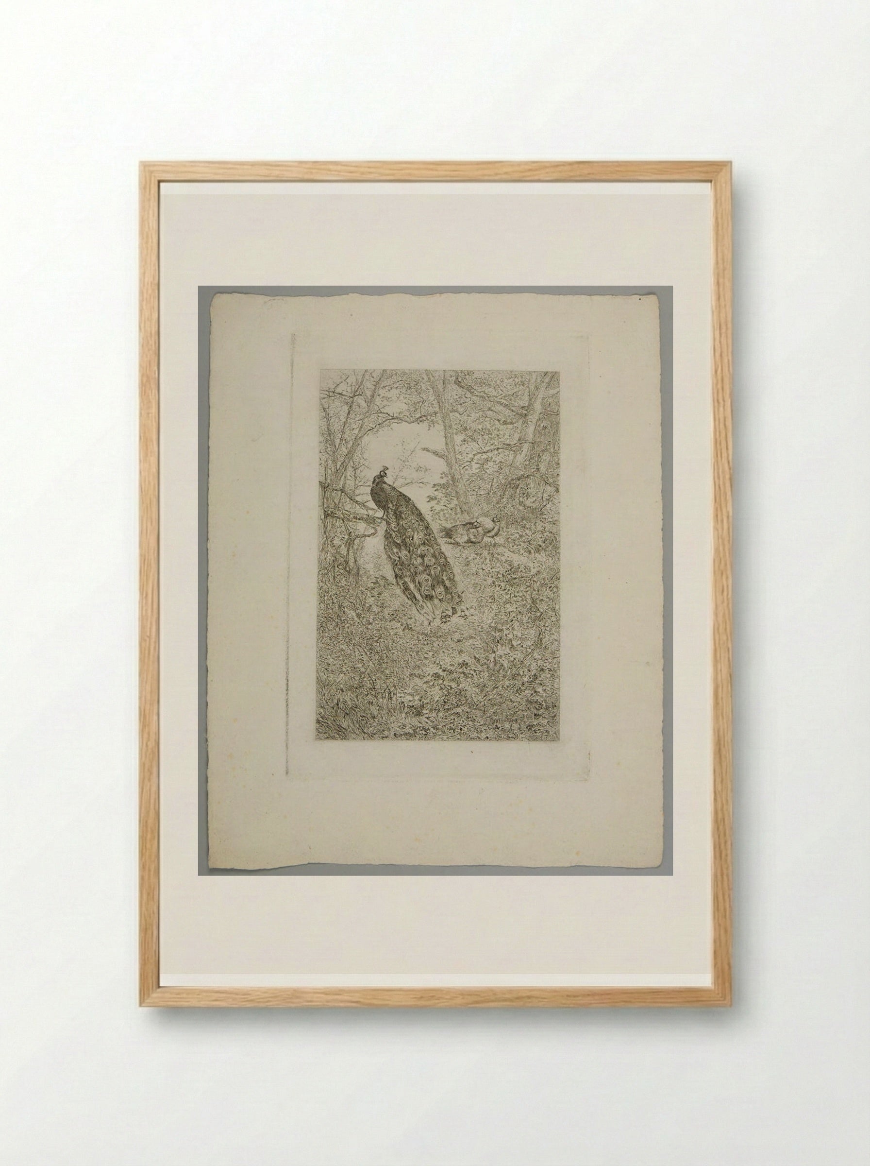 Peacocks - Karl Bodmer - Framed Print Wood