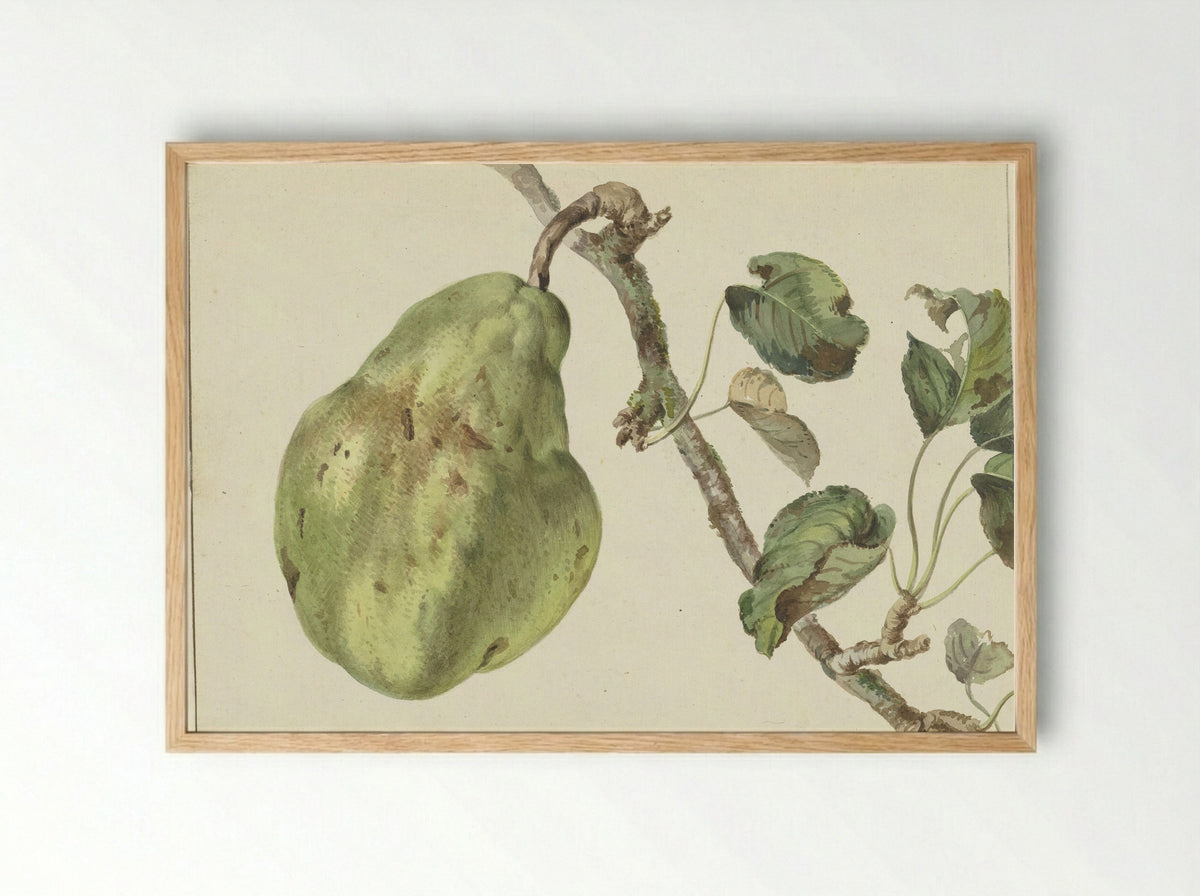 Peer aan een tak - Pieter Gevers - Framed Print Wood