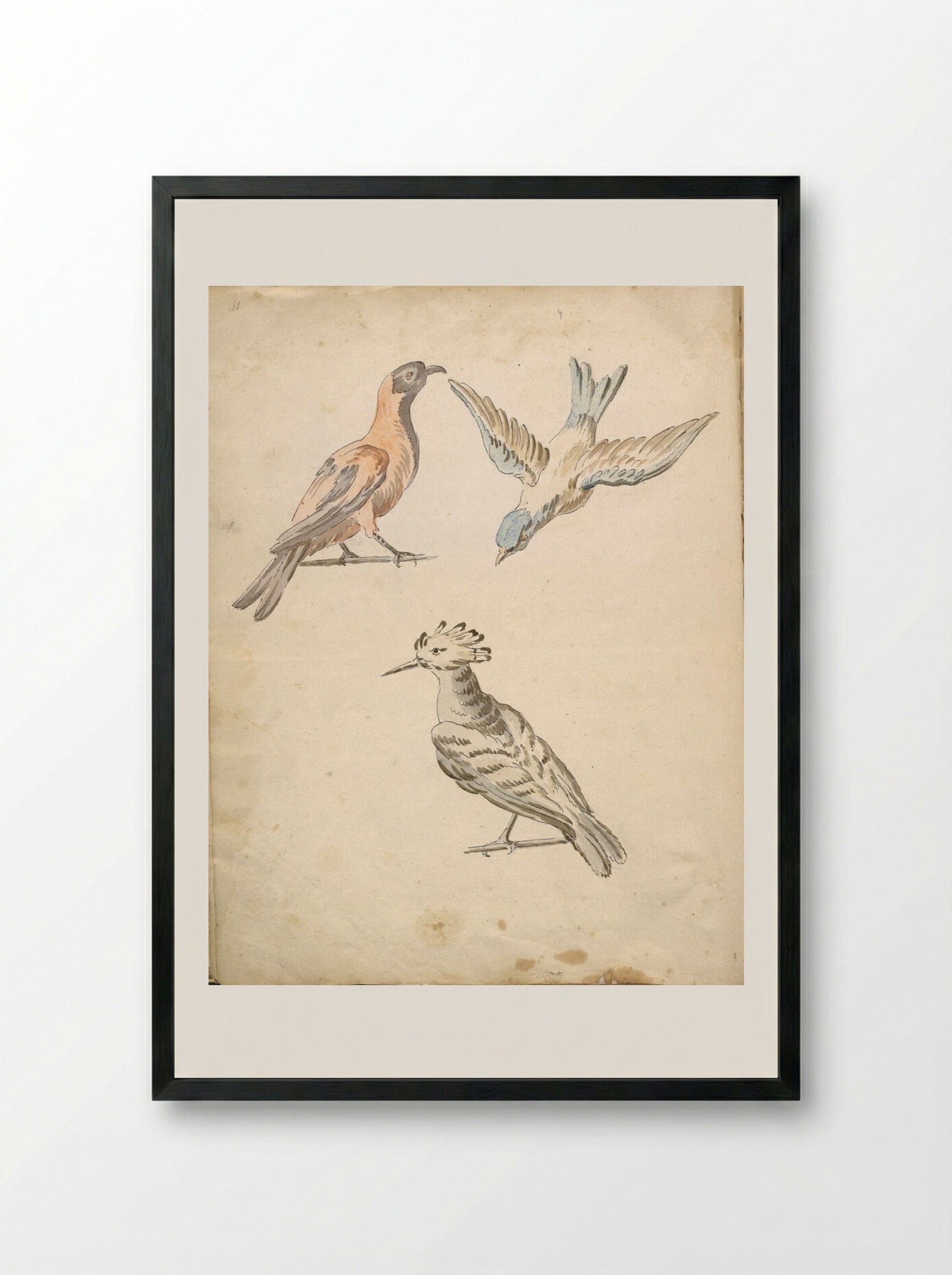 Perched Magpie, Perched Woodpecker, and a Bird in Flight - Jean-Baptiste Oudry - Framed Print Black