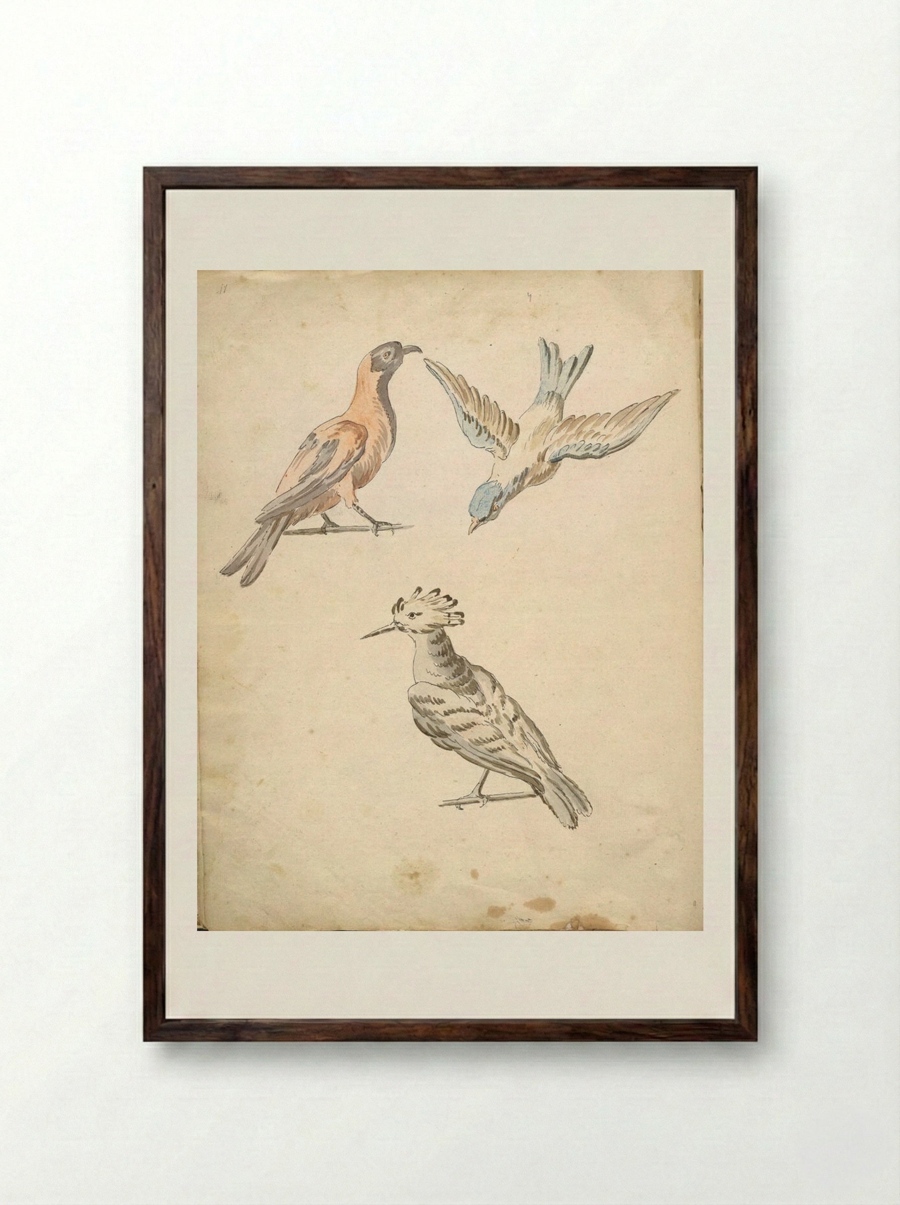 Perched Magpie, Perched Woodpecker, and a Bird in Flight - Jean-Baptiste Oudry - Framed Print Dark Wood