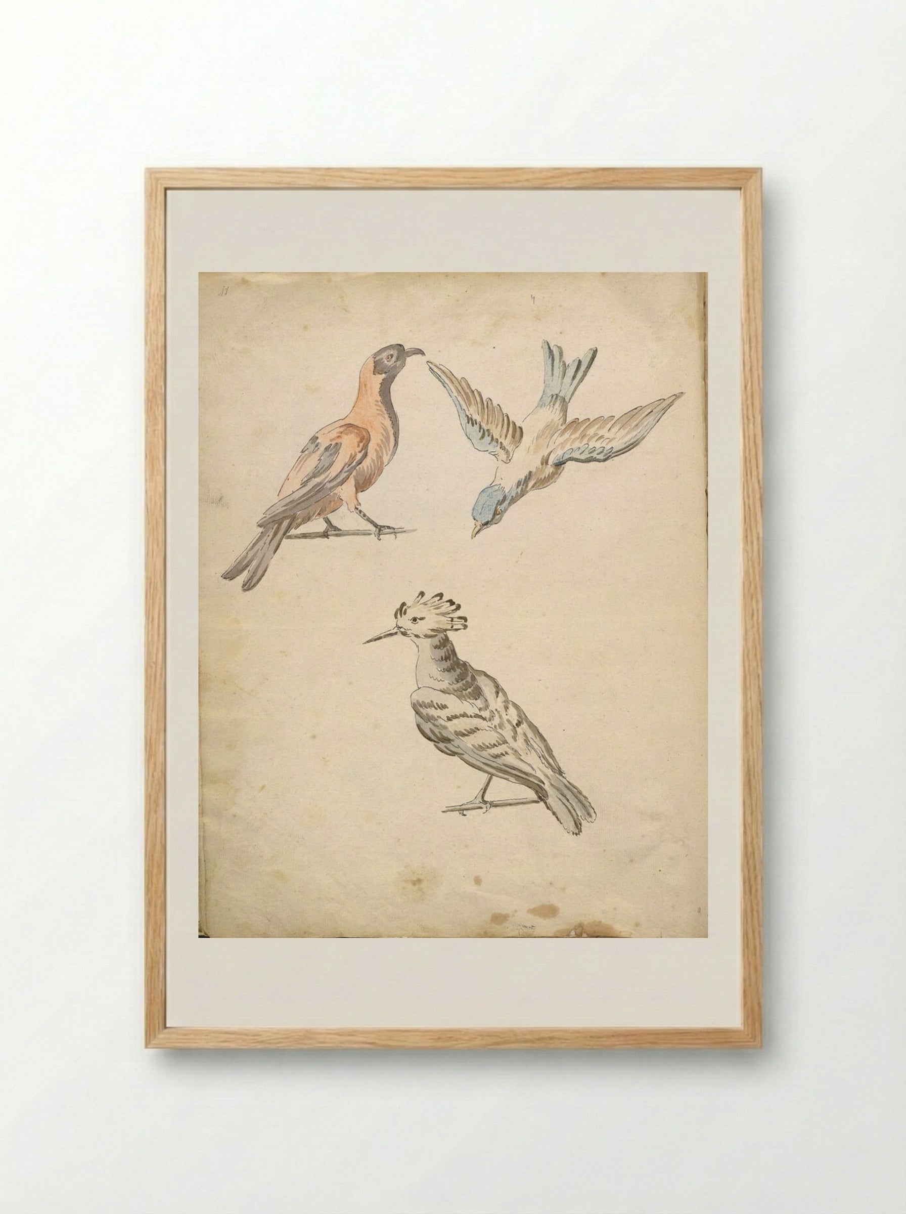 Perched Magpie, Perched Woodpecker, and a Bird in Flight - Jean-Baptiste Oudry - Framed Print Wood
