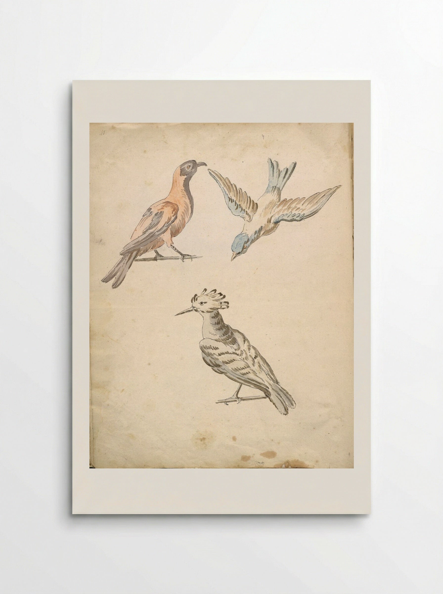 Perched Magpie, Perched Woodpecker, and a Bird in Flight - Jean-Baptiste Oudry - Poster