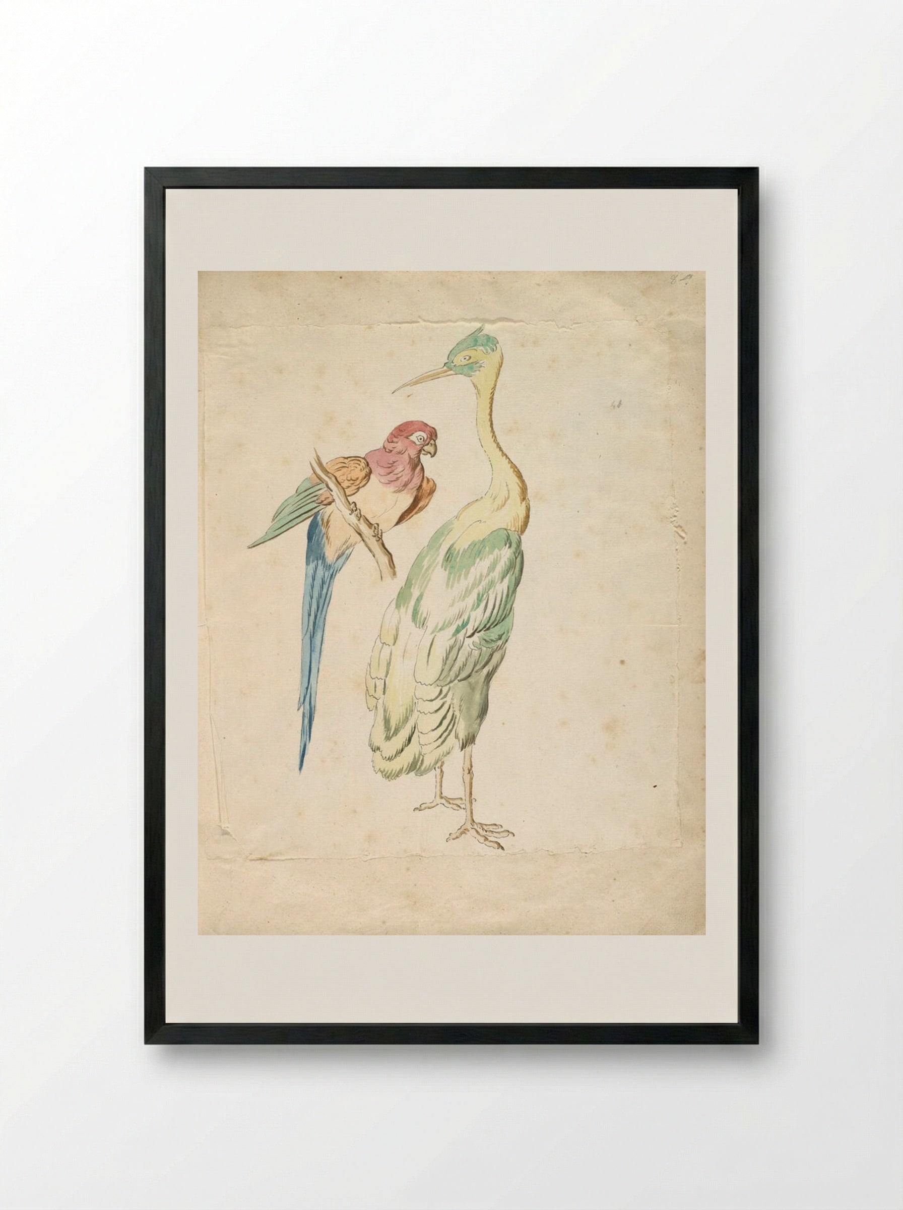 Perched Parrot and Standing Heron - Jean-Baptiste Oudry - Framed Print Black