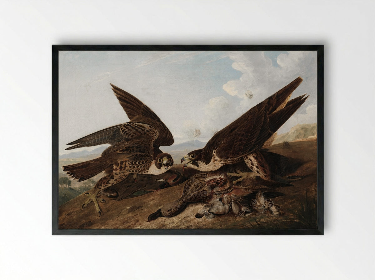 Peregrine Falcons (Duck Hawks) - John James Audubon - Framed Print Black