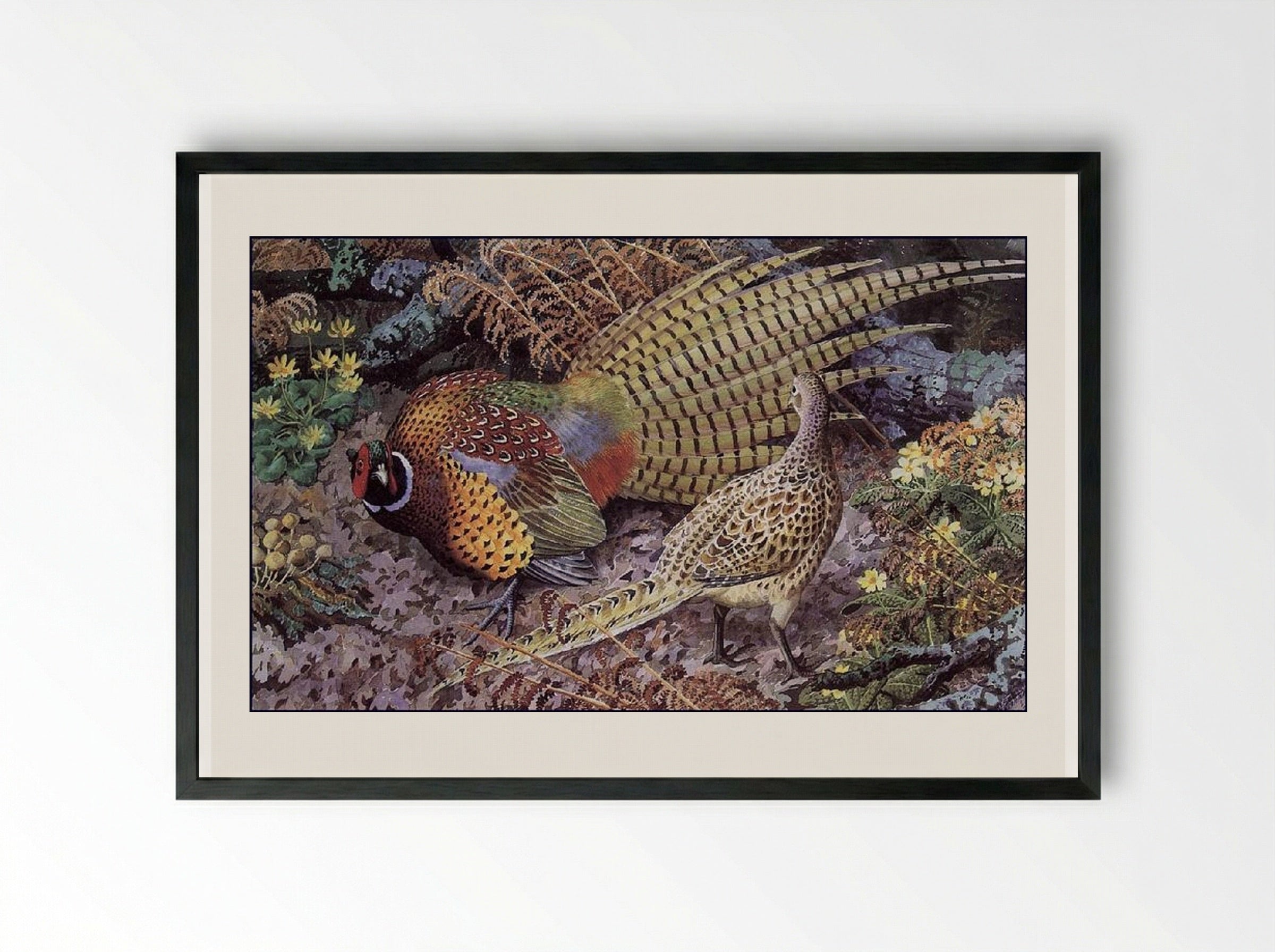 Pheasant Display - Charles Tunnicliffe - Framed Print Black