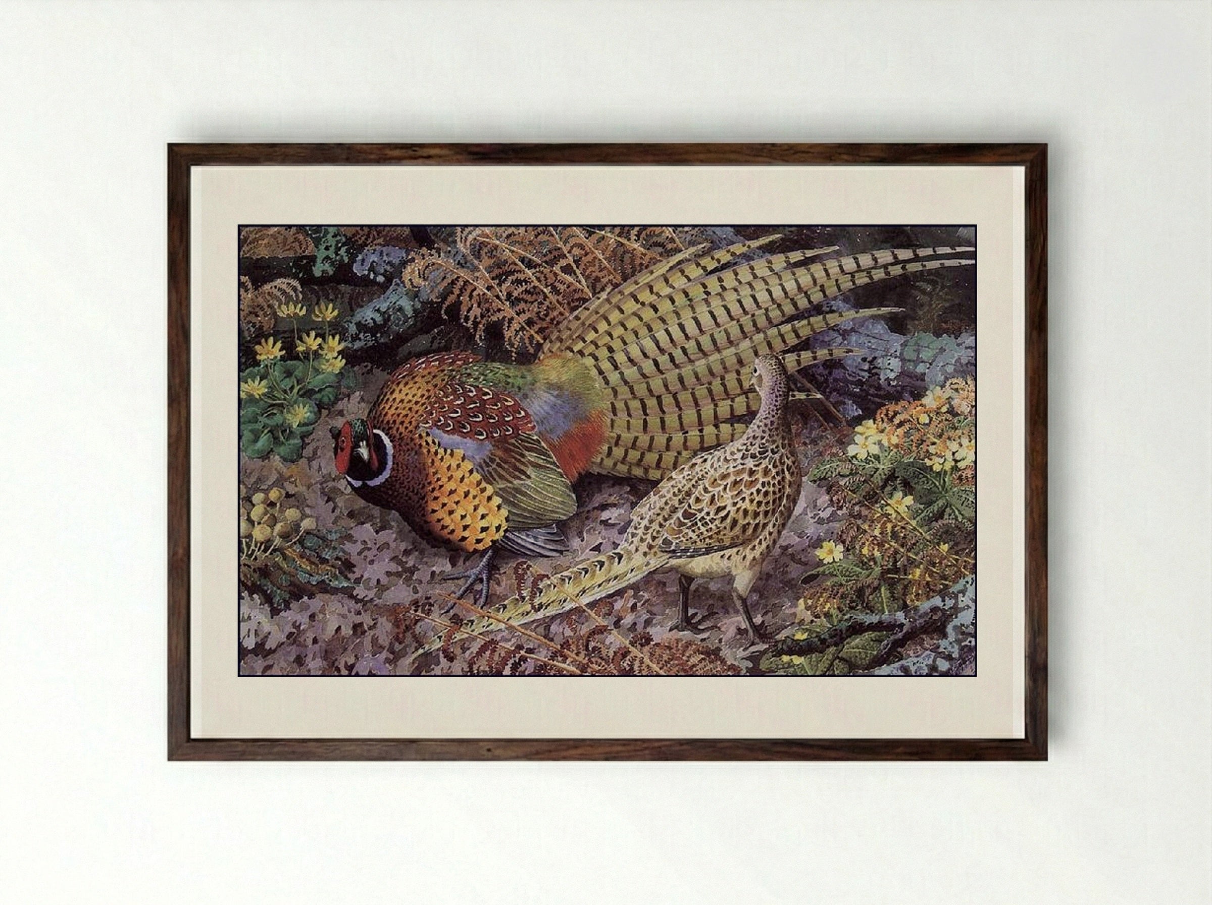 Pheasant Display - Charles Tunnicliffe - Framed Print Dark Wood