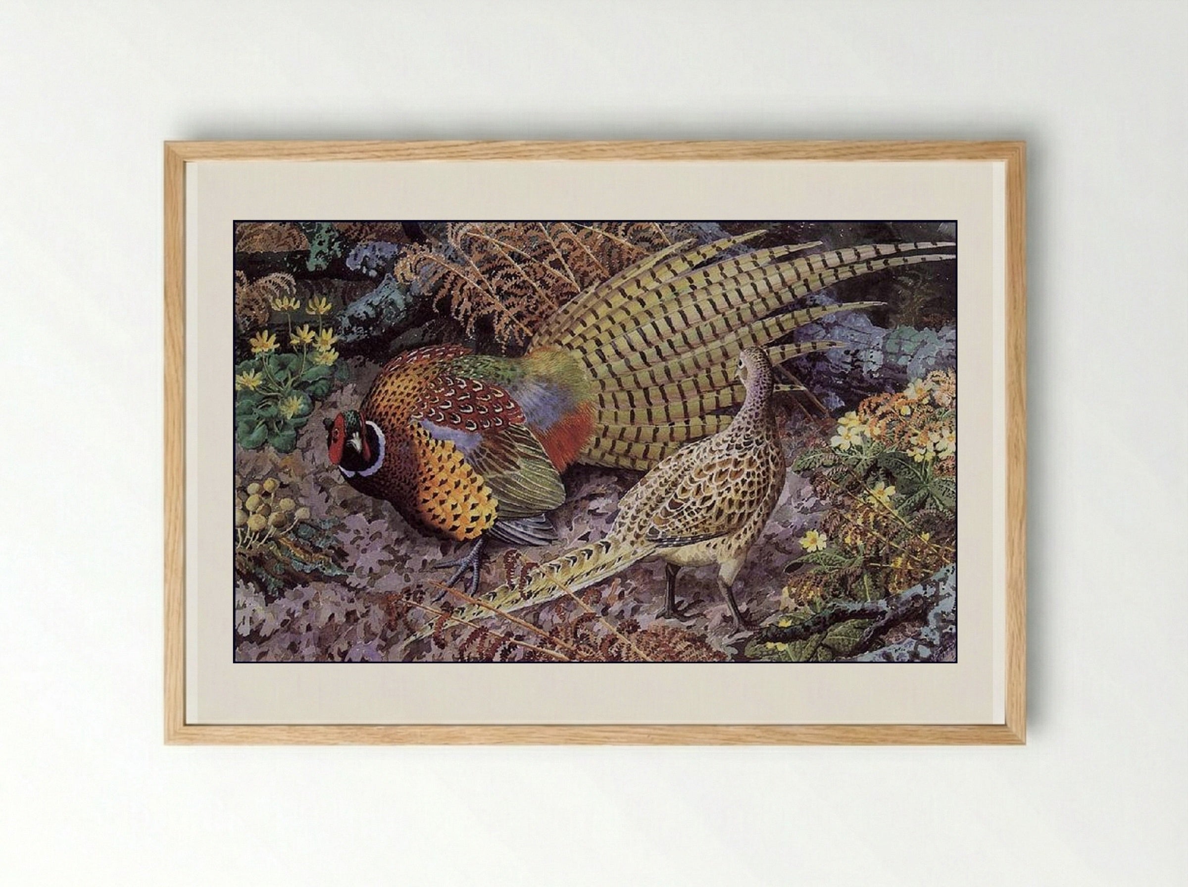 Pheasant Display - Charles Tunnicliffe - Framed Print Wood