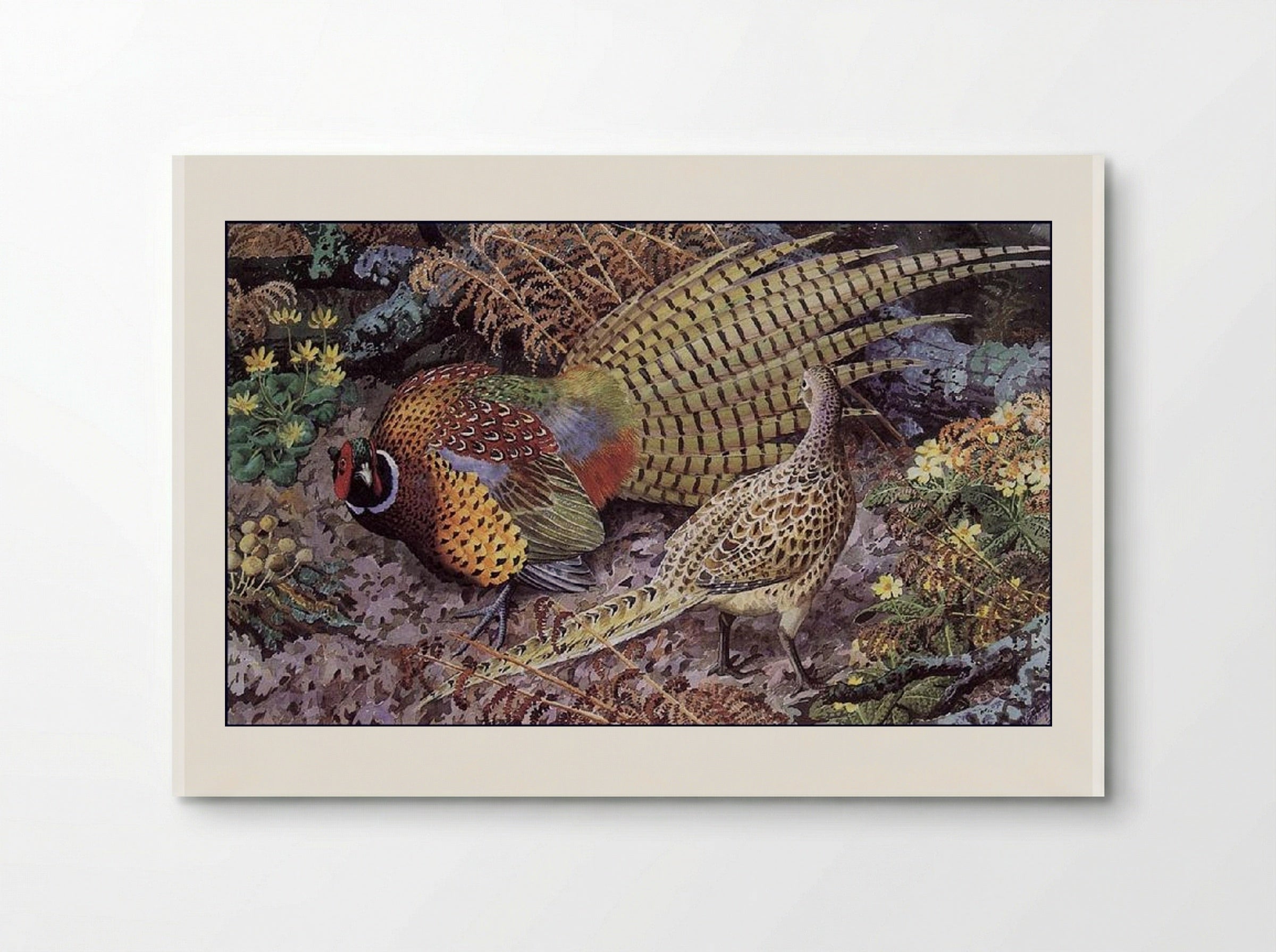 Pheasant Display - Charles Tunnicliffe - Poster