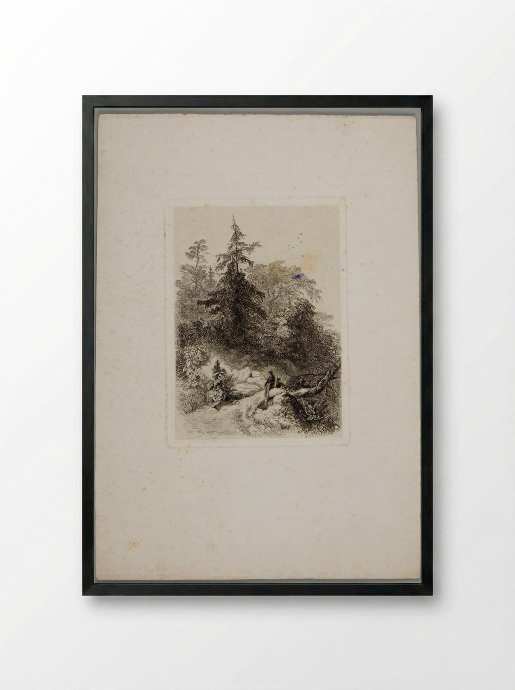 Pheasants in a Wooded Landscape - Karl Bodmer - Framed Print Black