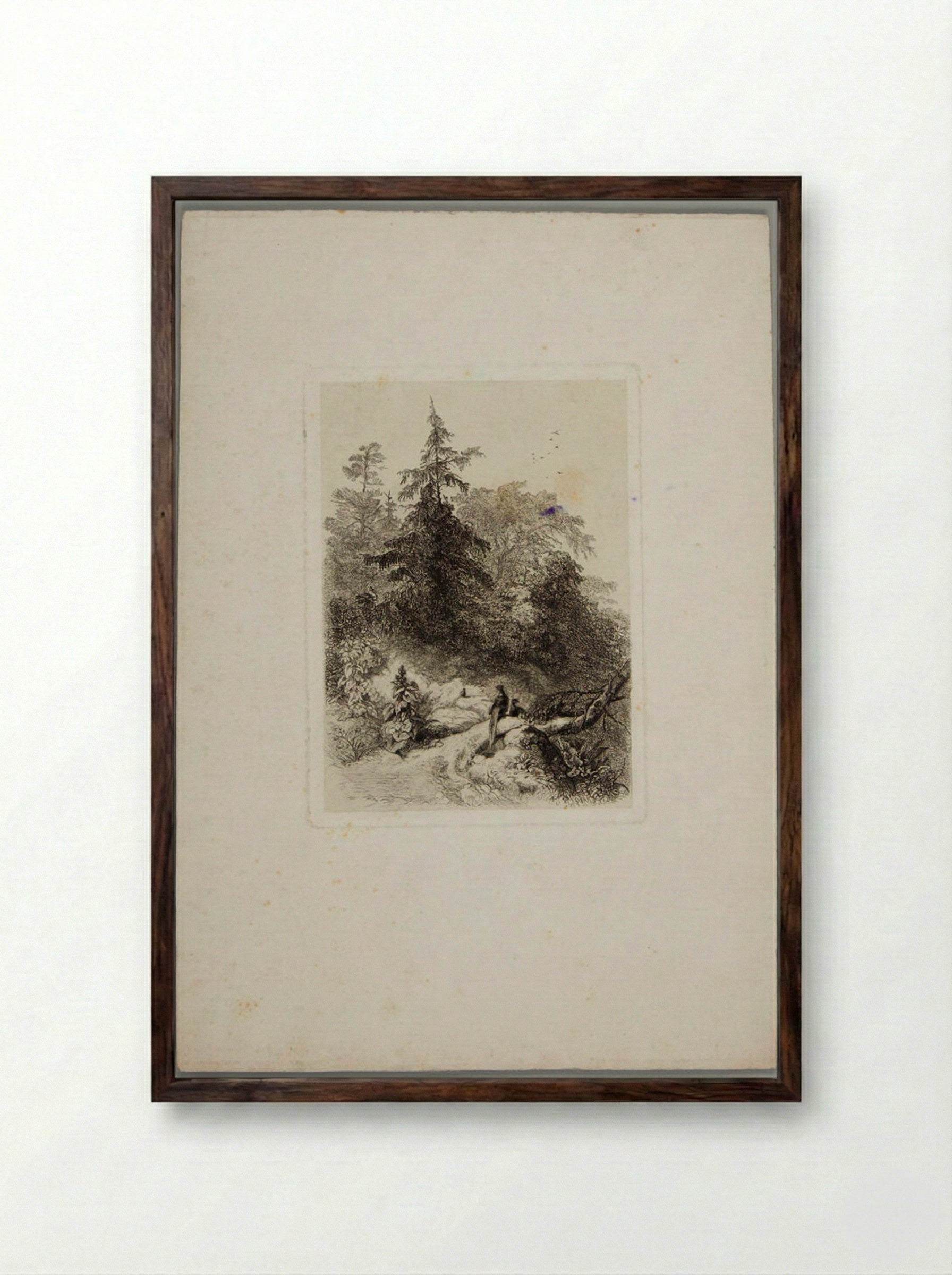 Pheasants in a Wooded Landscape - Karl Bodmer - Framed Print Dark Wood