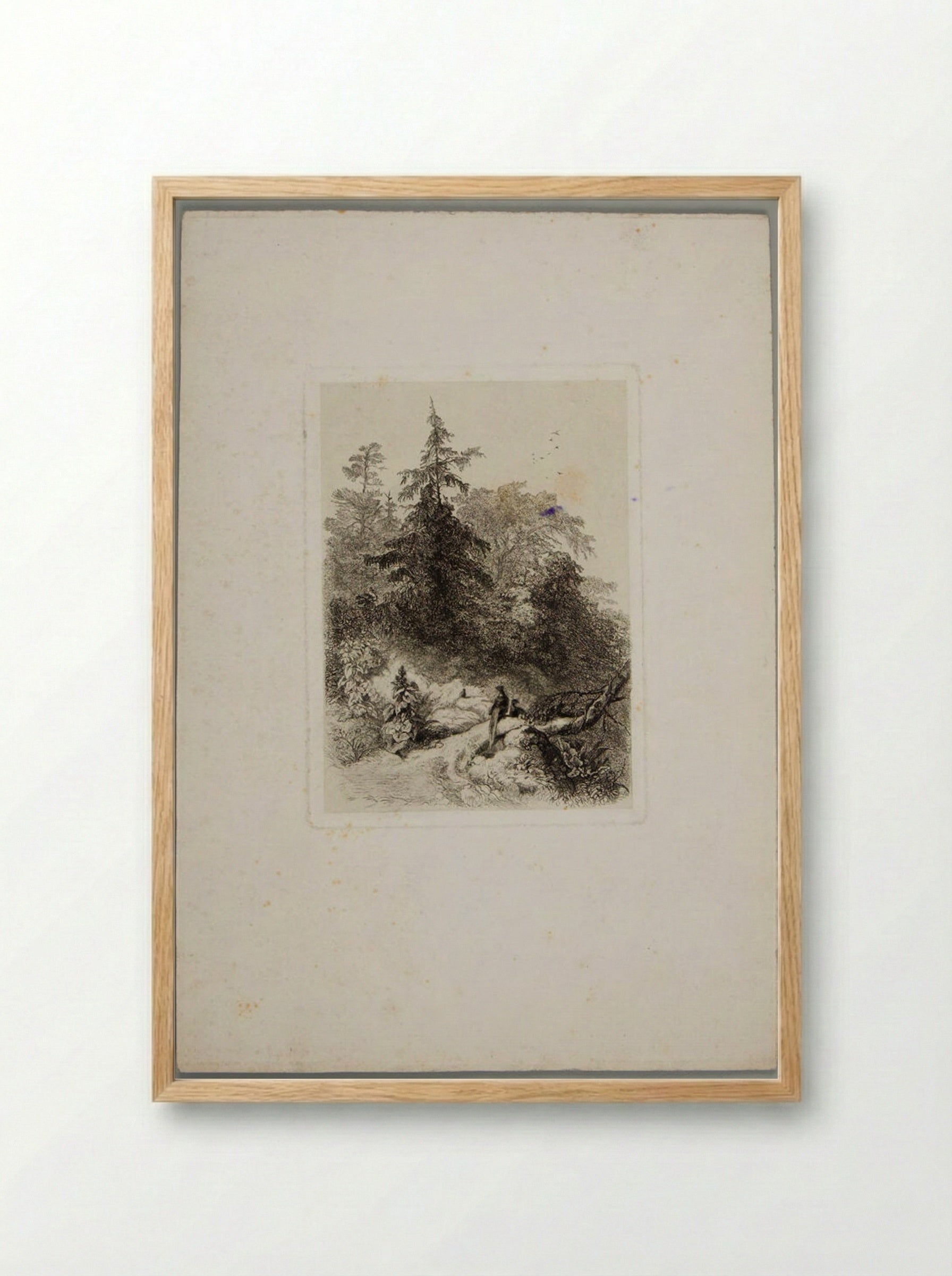 Pheasants in a Wooded Landscape - Karl Bodmer - Framed Print Wood