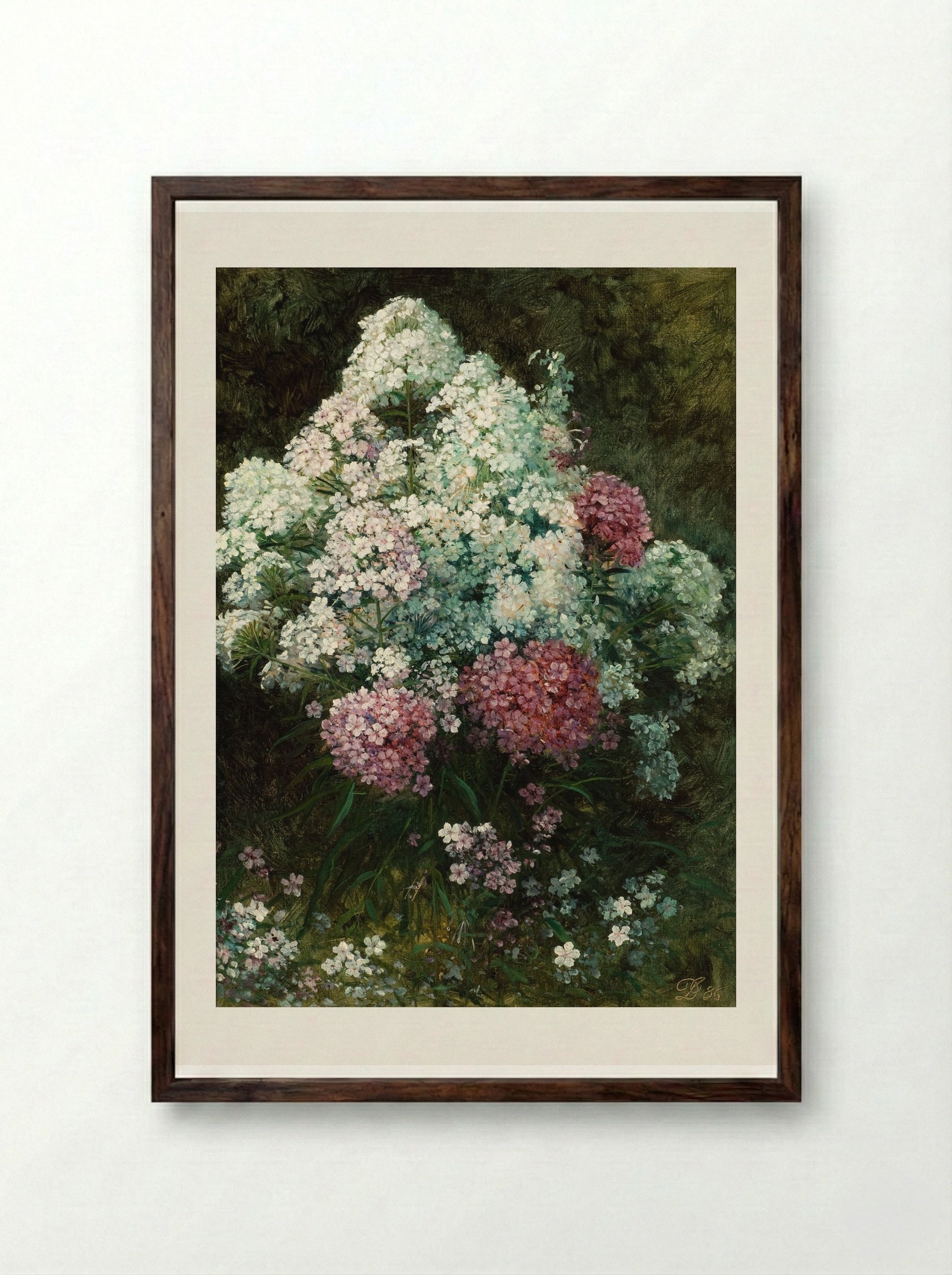Phlox - David Johnson - Framed Print Dark Wood
