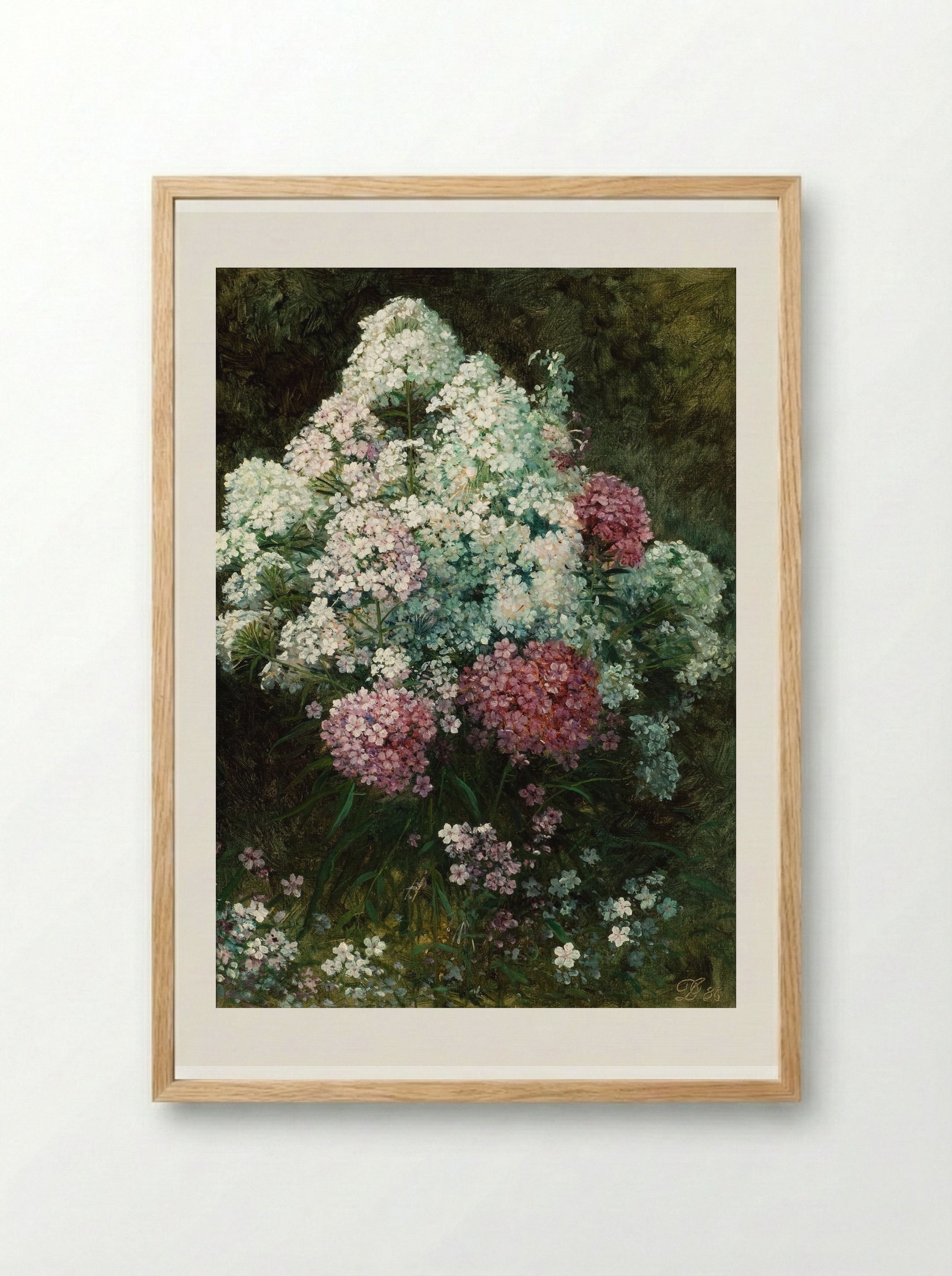 Phlox - David Johnson - Framed Print Wood