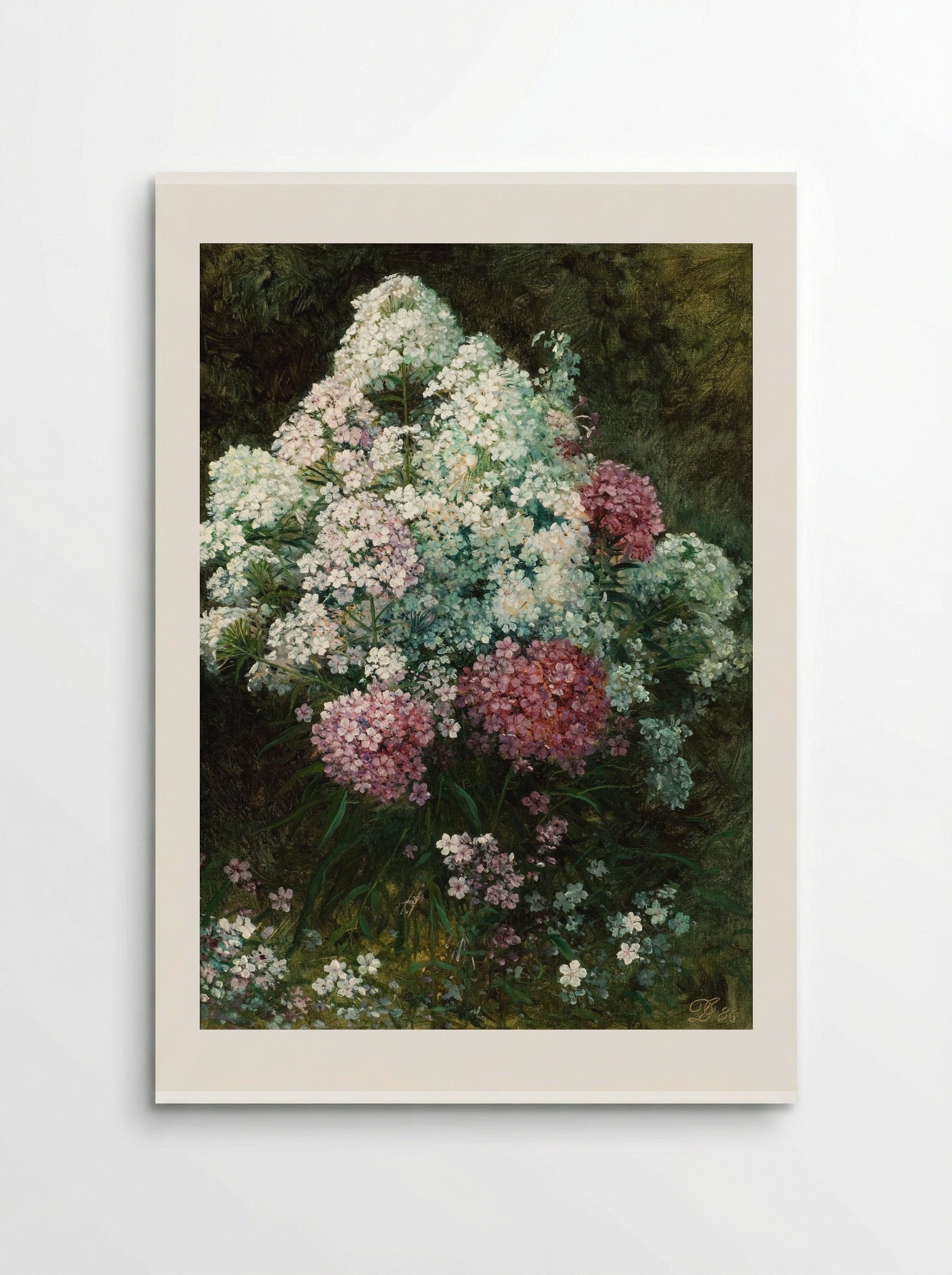 Phlox - David Johnson - Poster