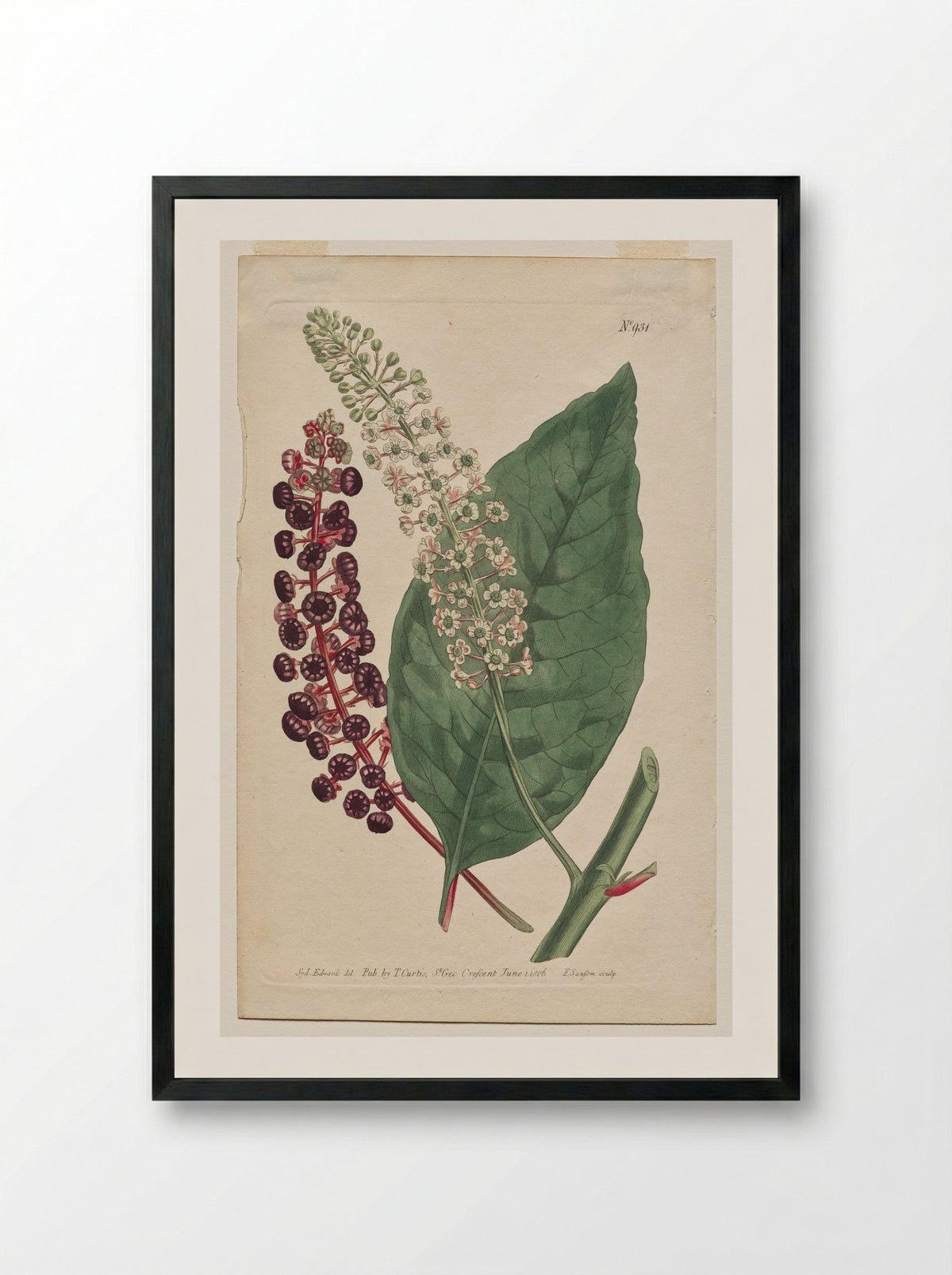 Phytolacca decandra - Francis Sansom - Framed Print Black