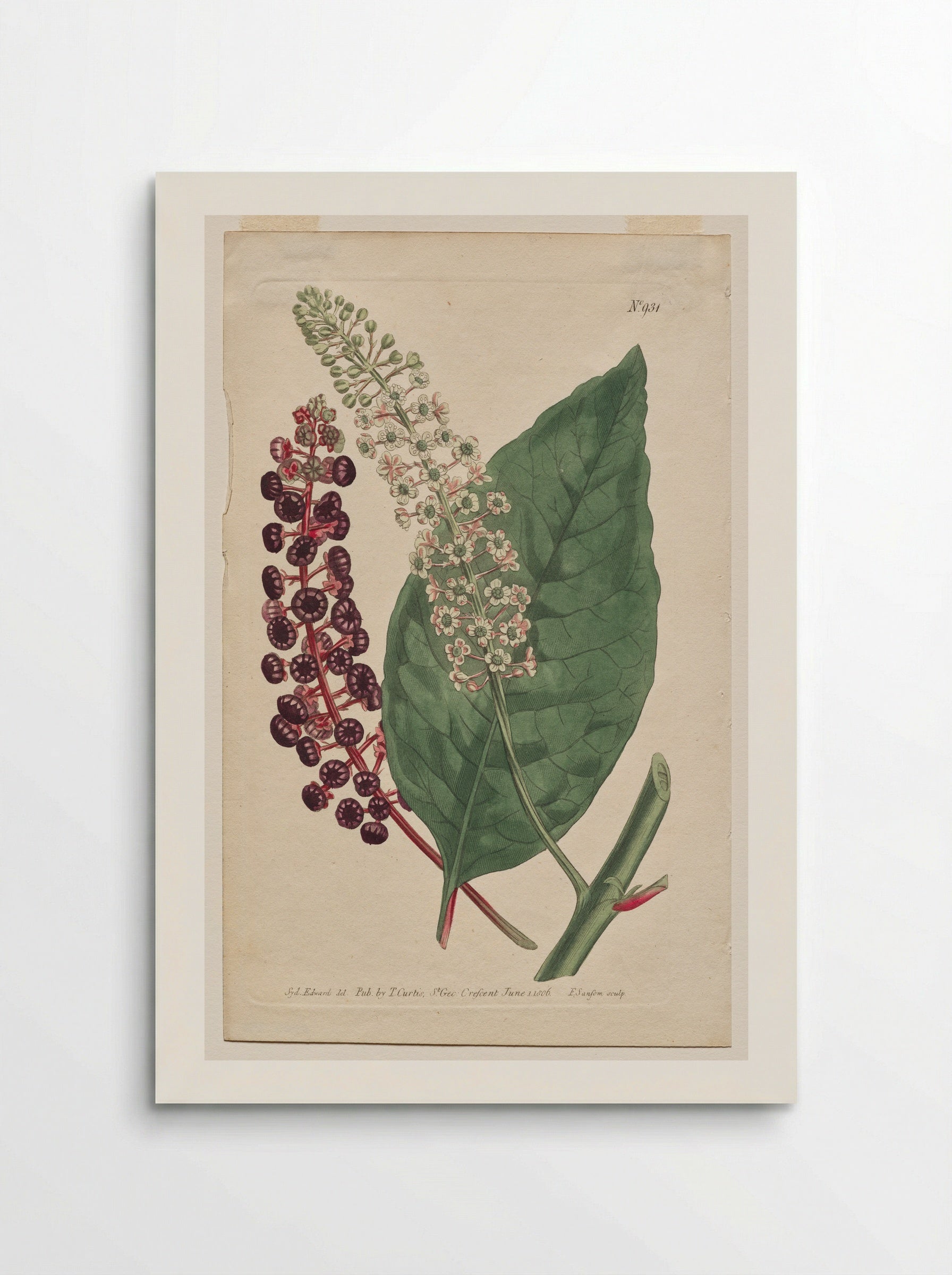 Phytolacca decandra - Francis Sansom - Poster