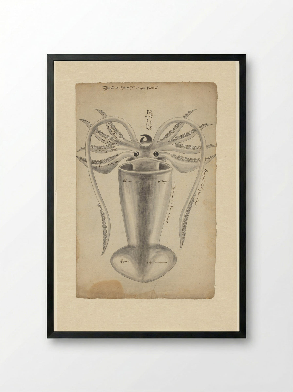 Pijlinktvis (Squid Study) - Adriaen Coenen - Framed Print Black