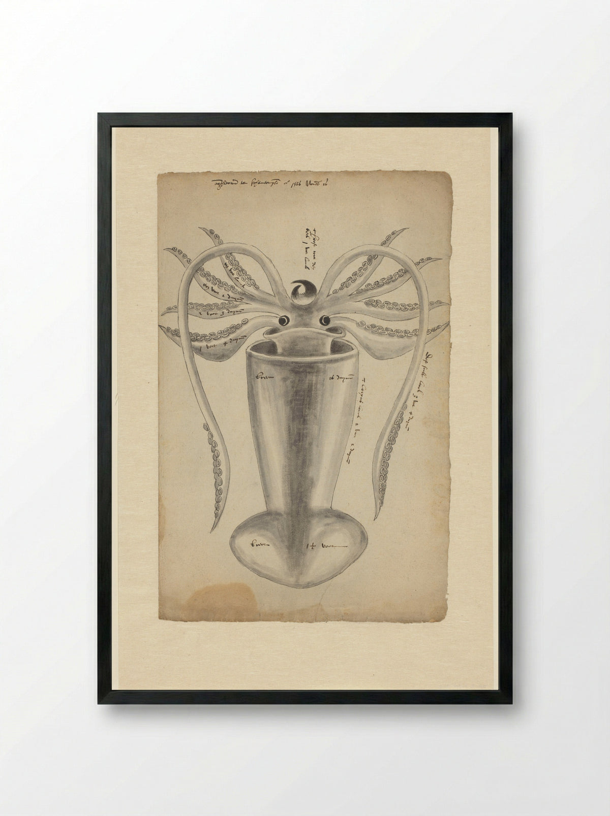 Pijlinktvis (Squid Study) - Adriaen Coenen - Framed Print Black